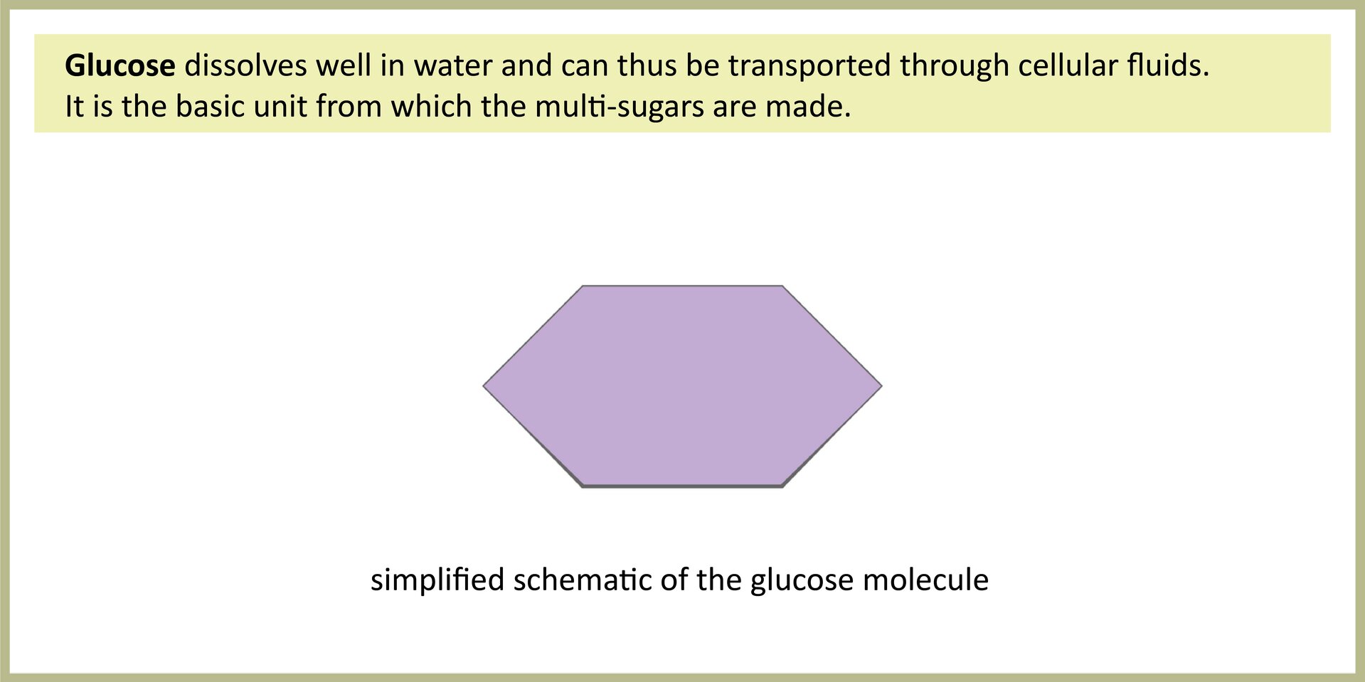 Ilustracja przedstawia fioletowy sześciokąt. Jest to schemat cząsteczki glukozy, simplified schematic of the glucose molecule. Na ilustracji umieszczono napis: Glucose dissolves well in water, so it can be transported through cellular fluids. It is the basic unit from which the polysaccharides are made.
