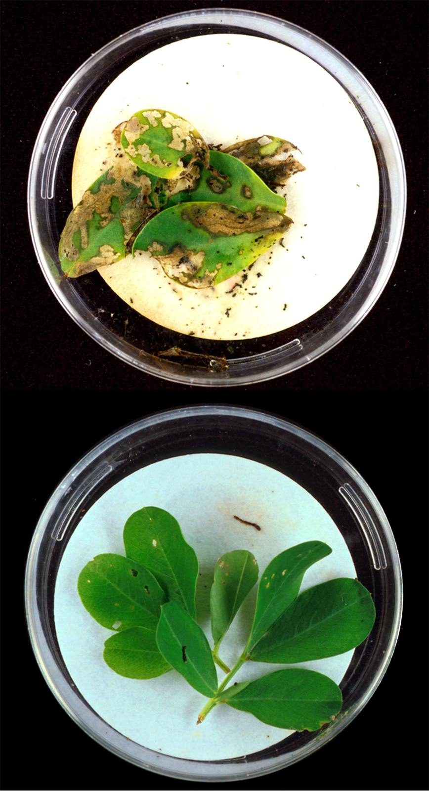 Fotografia przedstawia na czarnym tle dwa naczynia z zielonymi roślinami. Roślina u góry ma liście częściowo pożółkłe, zniszczone przez owady. Roślina u dołu ma liście nie uszkodzone, gdyż do jej genomu wprowadzono toksyny BT, chroniące przed owadami.