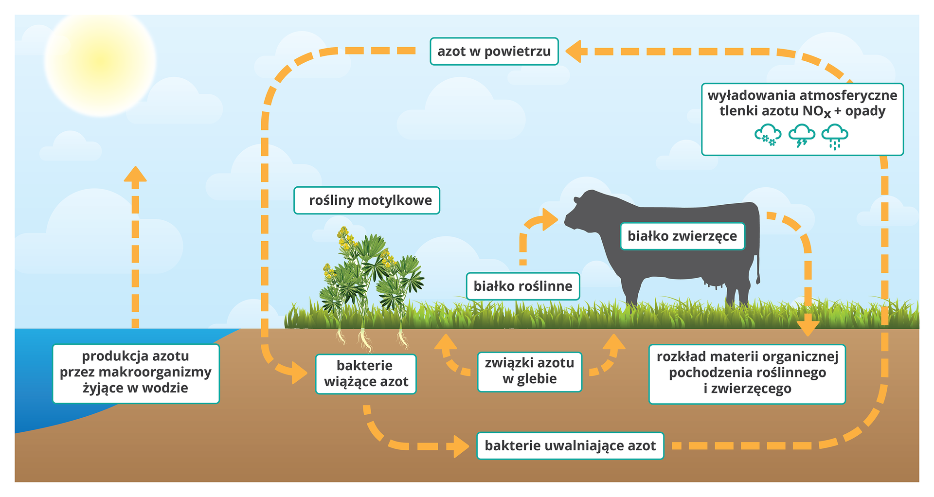 Plansza przedstawia schematyczny rysunek obiegu azotu w przyrodzie na przykładzie wycinku krajobrazu. Po lewej stronie rysunku znajduje się zbiornik wodny i słońce na niebie. Po prawej ukazano teren pokryty roślinnością, sylwetkę krowy i niebo z chmurami. Zaznaczone są obiegi: z wody do powietrza (produkcja azotu przez makroorganizmy żyjące w wodzie), pomiędzy glebą a powietrzem (azot w powietrzu wiązany w glebie przez bakterie, następnie uwalniany przez inne bakterie). W powietrzu zaznaczono rolę wyładowań atmosferycznych oraz łączenia się tlenków azotu z opadami deszczu i śniegu. Korzenie rośliny w centralnej części kadru podpisanej: rośliny motylkowe, stykają się z podpisem: bakterie wiążące azot. Prostokąt z tekstem: związki azotu w glebie połączony jest strzałkami z trawą. Nad trawą zamieszczono podpis: białko roślinne ze strzałką prowadzącą do sylwetki krowy z podpisem: białko zwierzęce. Od strony krowiego zadu strzałka do ziemi z podpisem: rozkład materii organicznej pochodzenia roślinnego i zwierzęcego.