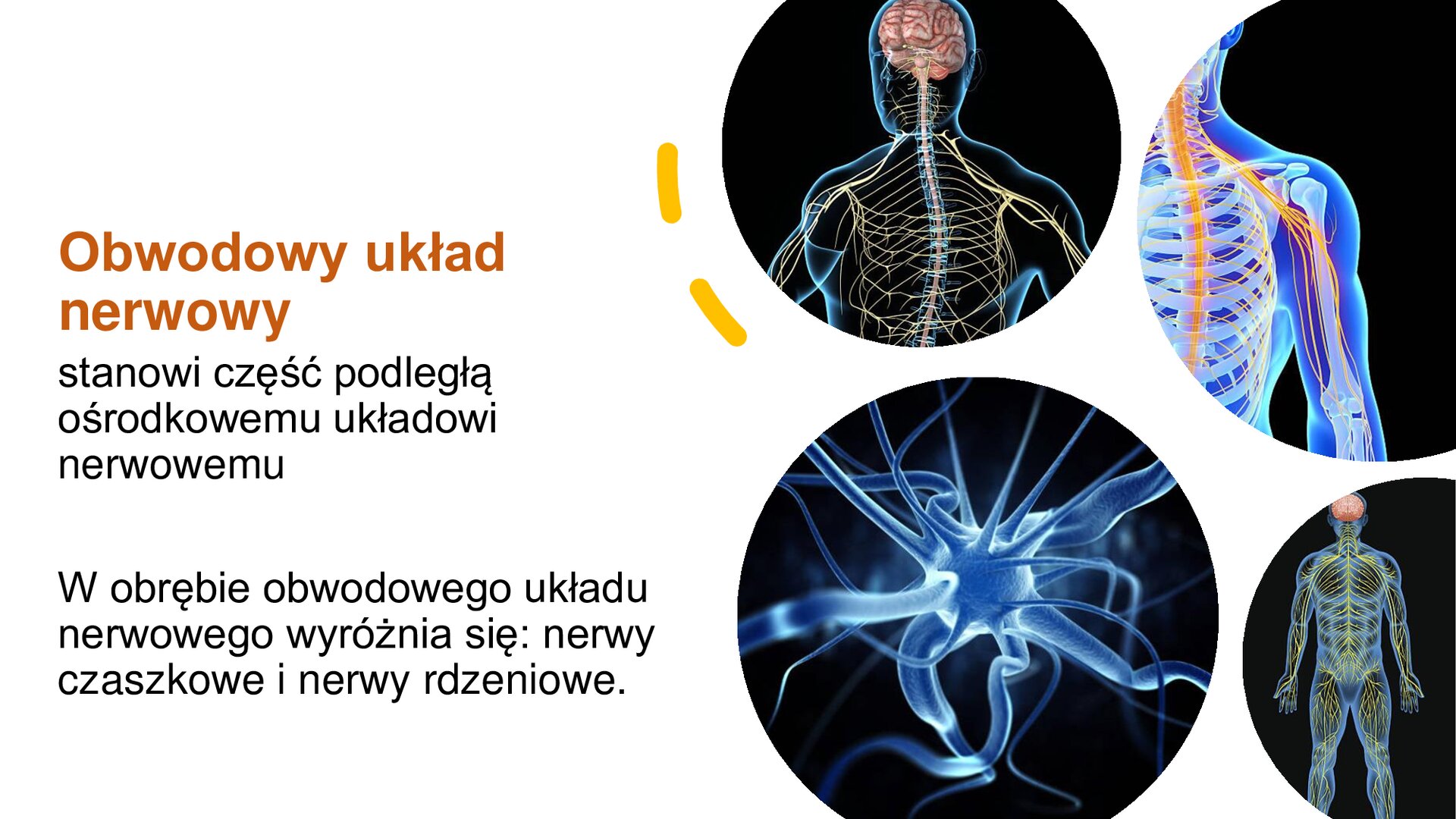 Biały slajd, na którym zostały umieszczone cztery obrazki oraz tekst. Z prawej strony, w górnej części slajdu, obrazki przedstawiają: mózg ludzki i nerwy w ciele oraz zbliżenie na ramię, które składa się z kości i nerwów. Poniżej dwa kolejne obrazki: zbliżenie na złączenie nerwu oraz sylwetka ludzka z oznaczonymi nerwami w ciele. Z lewej strony napisy: „Obwodowy układ nerwowy stanowi część podległą ośrodkowemu układowy nerwowemu. W obrębie obwodowego układu nerwowego wyróżnia się: nerwy czaszkowe i nerwy rdzeniowe”.