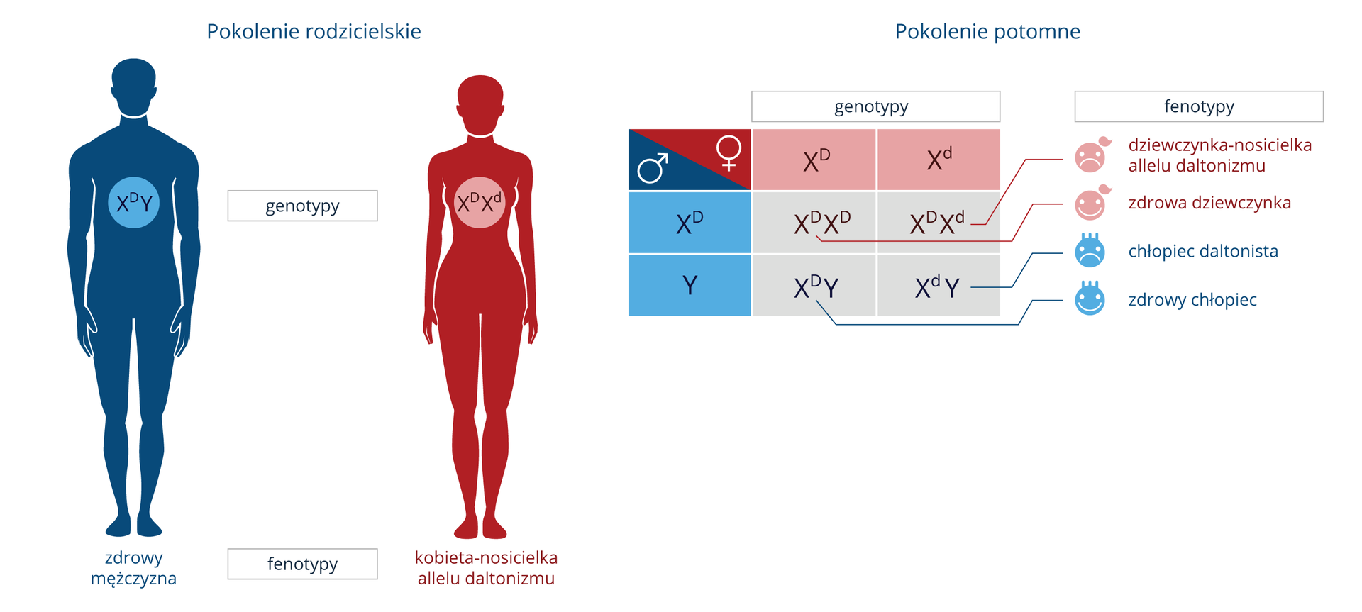 Ilustracja przedstawia schemat dziedziczenia daltonizmu u ludzi. Choroba ta jest sprzężona z płcią. Po lewej znajduje się niebieska sylwetka zdrowego mężczyzny o genotypie XDY (duże D). Obok widać czerwoną sylwetkę kobiety nosicielki o genotypie XDXd (duże D i małe d). Mała litera d oznacza wadliwy gen, który warunkuje daltonizm. Z prawej strony widać krzyżówkę genetyczną tej pary. W pokoleniu potomnym będzie dwoje zdrowych dzieci, dziewczynka i chłopiec, oraz dziewczynka nosicielka i chory chłopiec. Zdrowa dziewczynka odziedziczy dwa prawidłowe allele od matki i ojca, czyli jej genotyp to XDXD (dwie duże litery D). Zdrowy chłopiec odziedziczy zdrowy allel od matki i chromosom Y od ojca. Jego genotyp to XDY (duża litera D). Druga dziewczynka będzie nosicielką allelu daltonizmu, czyli odziedziczy wadliwy allel od matki i prawidłowy od ojca. Jej genotyp to XDXd (jedna duża litera D, druga mała). Drugi chłopiec będzie chorował na daltonizm. Od matki odziedziczy chromosom X z wadliwym genem, a od ojca chromosom Y. Jego genotyp to XdY (małe d).