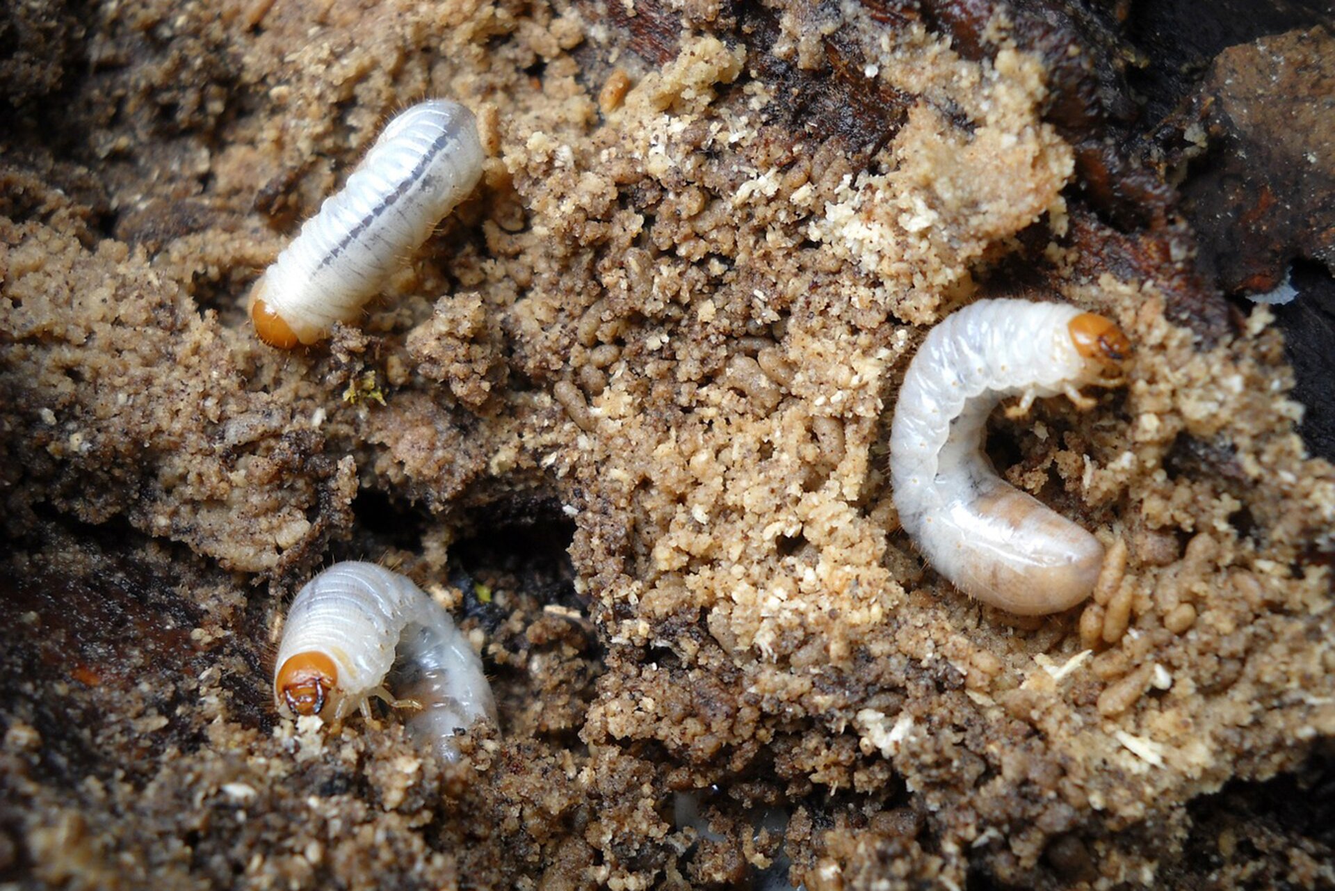 Na ilustracji przedstawione są podłużne, jasne larwy chrabąszcza w glebie. Mają ciemniejszą głowę od reszty ciała i krótkie odnóża w przedniej części ciała. Ich ciało jest prążkowane w kolorze białym.  