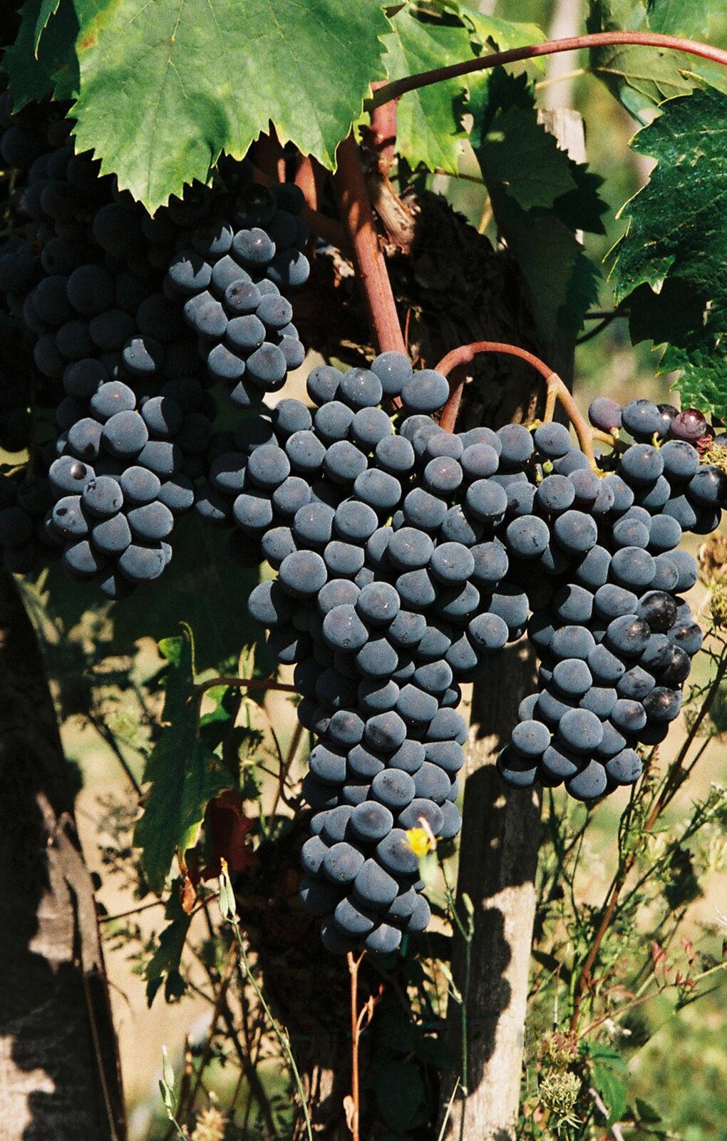 Zdjęcie przedstawia odmianę winorośli Sangiovese. Widoczne są duże kiści winogron, złożone z kulistych jagód w kolorze intensywnie ciemnofioletowym, prawie czarnym, na pędach winorośli. U góry widoczne są liście winorośli.