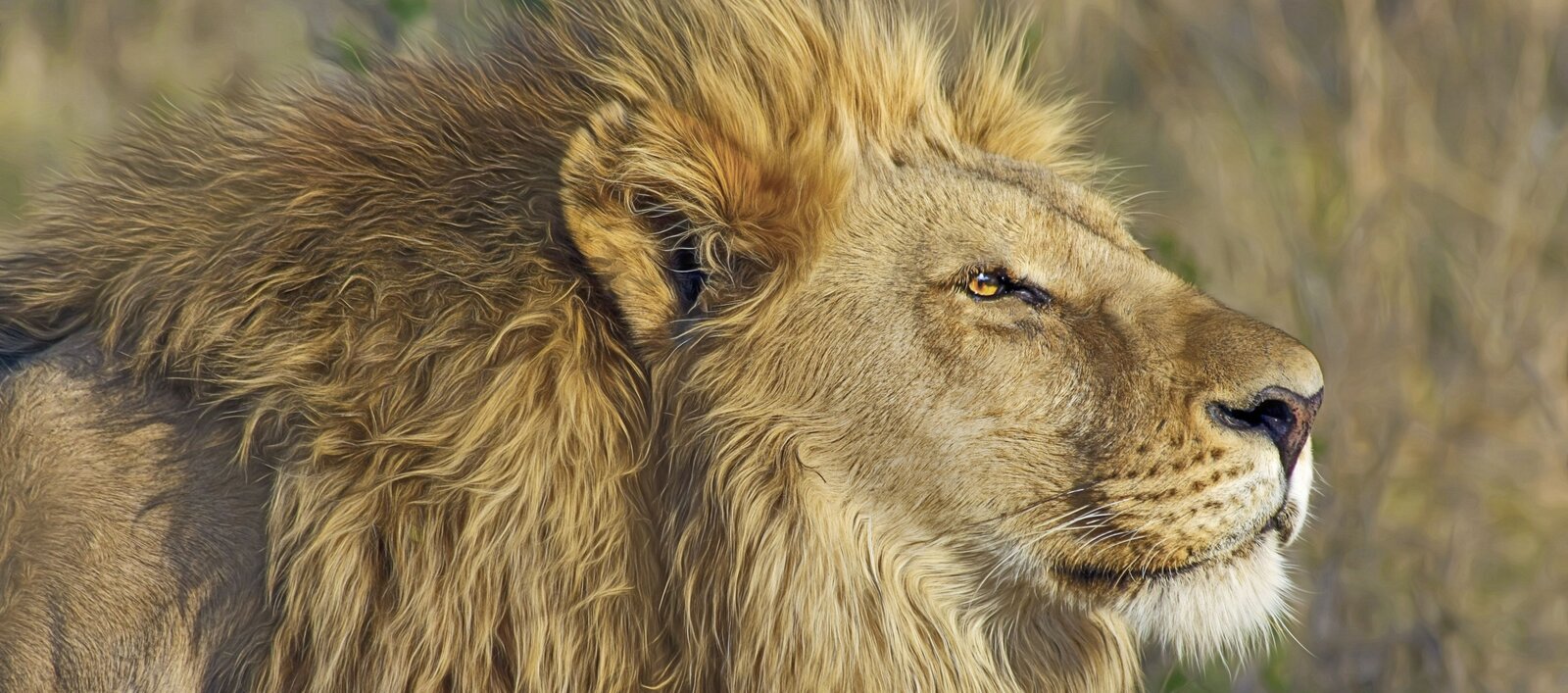 Fotografia przedstawia głowę lwa z profilu. Zwierzę patrzy w dal. Ma bujną grzywę. W tle widoczne są trawy.