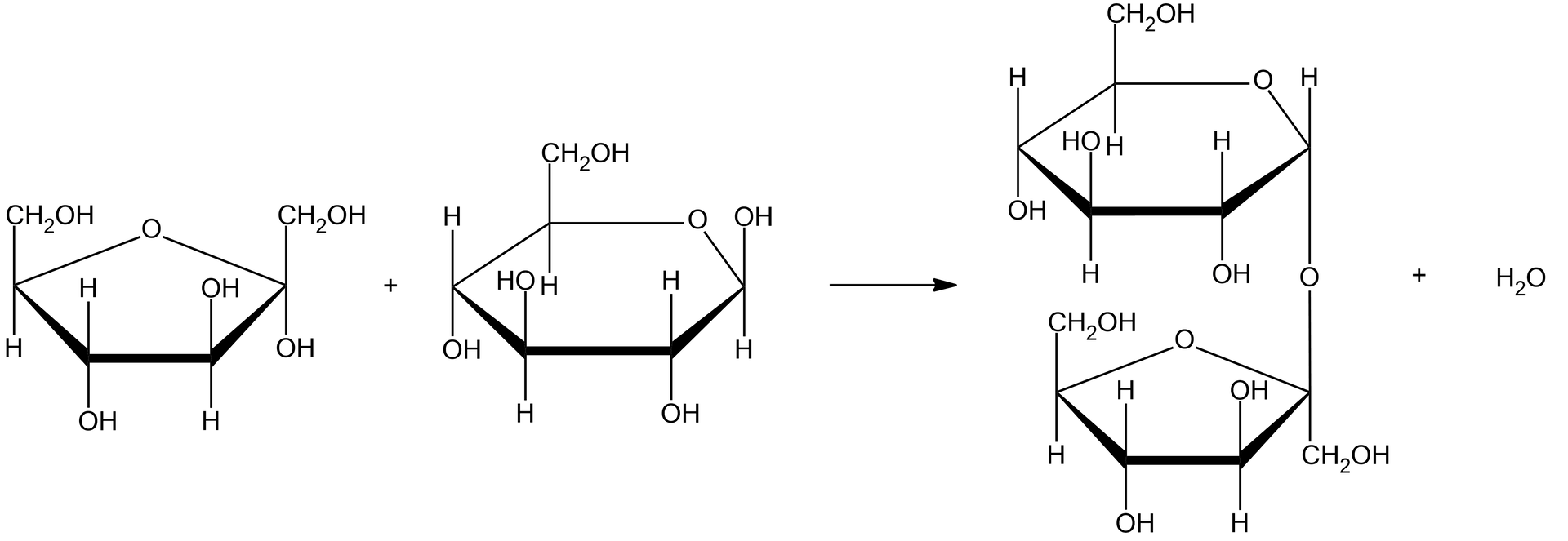 Ilustracja przedstawiająca równanie reakcji, w której powstaje wiązanie O-glikozydowe pomiędzy cząsteczkami alfa‑D-glukopiranozy oraz beta‑D-fruktofuranozy, prowadząc do utworzenia cząsteczek sacharozy i wody. Struktura alfa‑D-glukopiranozy zbudowana jest z sześcioczłonowego pierścienia składającego się z pięciu atomów węgla oraz z jednego atomu tlenu. Przy atomach węgla C 1, C 2 oraz C 4 znajdują się grupy hydroksylowe OH wychodzące za płaszczyznę, zaś atomy wodoru przed. Przy węglu C 3 grupa hydroksylowa wychodzi przed płaszczyznę, zaś atom wodoru za. Węgiel C 5 podstawiony jest grupą CH2OH wychodzącą przed płaszczyznę oraz atomem wodoru znajdującym się za płaszczyzną. Dodać cząsteczka beta‑D-fruktofuranozy zbudowanej z pięcioczłonowego pierścienia, który stanowi węgiel C1 należący do grupy CH2 podstawiony jest on grupą hydroksylową OH i łączy się z budującym pierścień atomem węgla C2, który związany jest grupą hydroksylową odchodzącą do góry, przed płaszczyznę. Od węgla C3 do góry przed płaszczyznę odchodzi grupa hydroksylowa OH, z kolei od węgla C4 do za płaszczyznę odchodzi grupa hydroksylowa OH. Węgiel C4 łączy się z atomem tlenu, który to łączy się z atomem węgla C2, co zamyka pięcioczłonowy pierścień. Ponadto od węgla C5 odchodzi do góry grupa CH2OH. Strzałka w prawo, za strzałką cząsteczka sacharozy powstała w wyniku połączenia cząsteczki alfa‑D-glukopiranozy z beta‑D-fruktofuranozą za pomocą wiązania α,β-1,2-O-glikozydowego. Strukturę stanowią dwa związane ze sobą pierścienie, pierwszy sześcioczłonowy pierścień, w którym pierwszy lokant to atom węgla C1 związany z atomem tlenu wbudowanym w tenże pierścień. Węgiel C5 zamyka pierścień i łączy się ze wspomnianym atomem tlenu oraz węglem C6, niewbudowanym w pierścień. Od węgla C1 odchodzi wiązanie łączące go z atomem tlenu, który to łączy się z węglem C2 pierścienia D-fruktozy. Od węgli C2 oraz C4 odchodzą do dołu, za płaszczyznę grupy hydroksylowe OH, zaś do góry od atomu węgla C3. Grupa hydroksylowa odchodzi również od węgla C6 niewbudowanego w tenże pierścień. Drugi pięcioczłonowy pierścień stanowi D-fruktoza, w której węgiel C1 należący do grupy CH2 podstawiony jest grupą hydroksylową OH i łączy się z atomem węgla C2, który związany jest z atomem tlenu łączącym pierścień D-fruktozy z pierścieniem D-glukozy. Od węgla C3 przed płaszczyznę odchodzi grupa hydroksylowa OH, z kolei od węgla C4 za płaszczyznę. Węgiel C4 łączy się z atomem tlenu, który to łączy się z atomem węgla C2, co zamyka pięcioczłonowy pierścień. Ponadto od węgla C4 odchodzi do góry grupa CH2OH. Monocukry zostały odwrotnie usytuowane w przestrzeni, stąd odniesienia do płaszczyzn, które stanowią w przybliżeniu stanowią pierścienie cząsteczek.