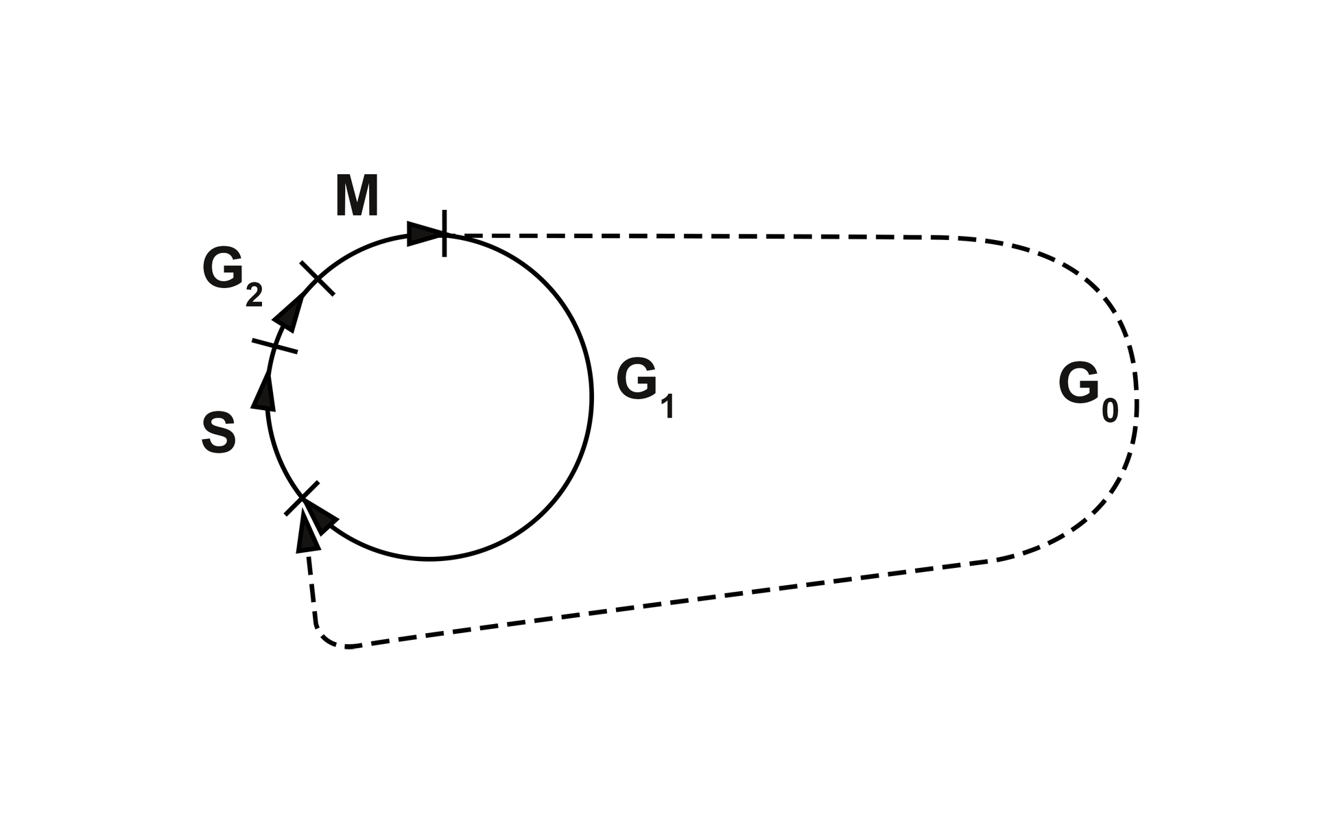 Grafika przedstawia schemat cyklu komórkowego. Na planie koła literami oznaczono kolejne fazy: mitozę, która następnie przechodzi w fazę G indeks dolny 1 lub G indeks dolny 0. Następnie następuje faza S, a na końcu faza G indeks dolny 2. 