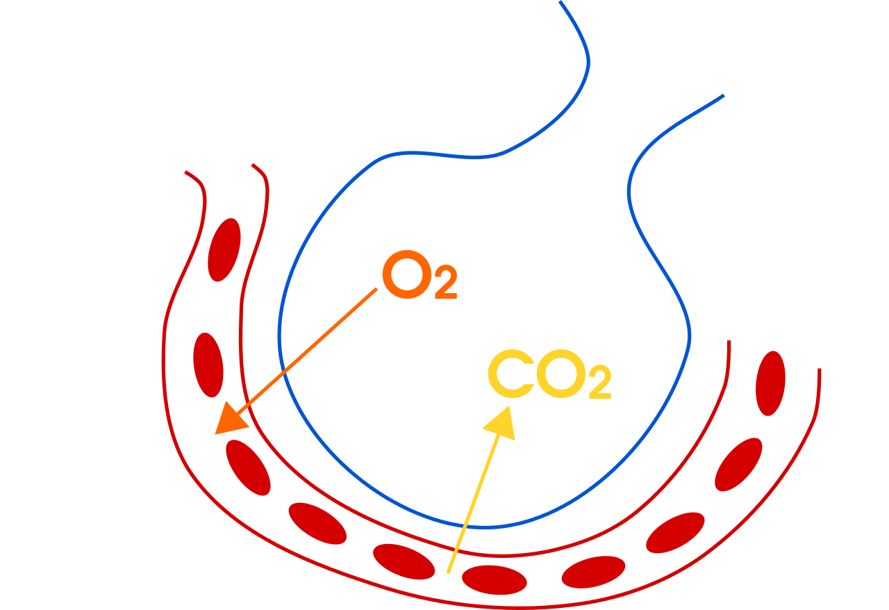 Na ilustracji jest rurka z owalnymi strukturami, w jej sąsiedztwie jest wypukła część struktury. Poprowadzono strzałkę od rurki z owalnymi elementami w stronę wypukłej struktury. Strzałkę opisano jako C O indeks dolny 2. Od wypukłej struktury biegnie strzałka do rurki z owalnymi elementami. Strzałka oznacza O indeks dolny dwa.