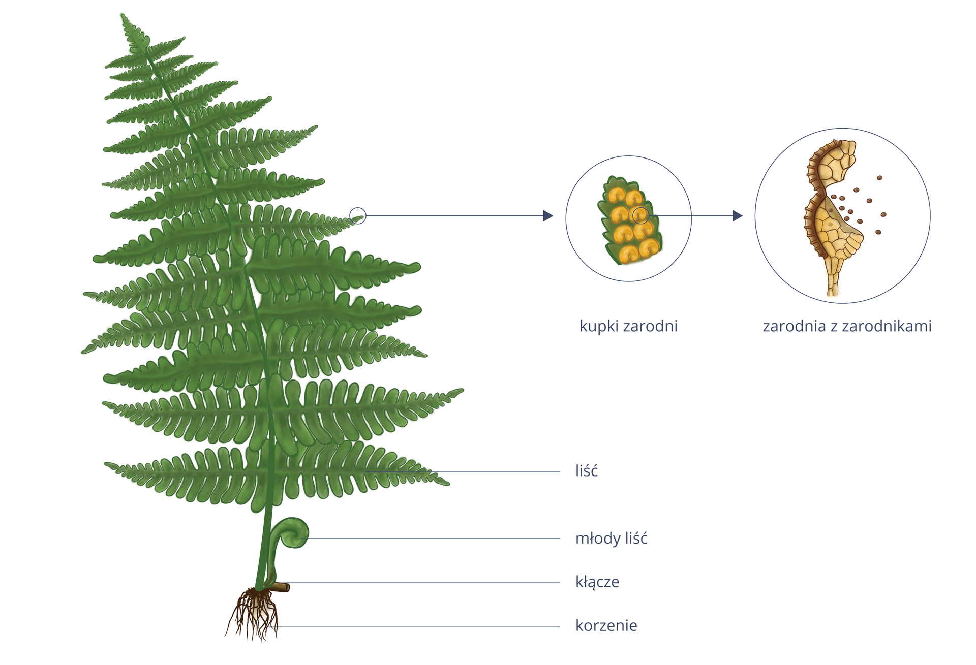 Po lewej stronie ilustracji widać paproć. Na dole, w części podziemnej rośliny, widać krótką łodygę, zwaną kłączem. Z kłącza wyrastają w dół nitkowate, drobne korzenie, a w górę liście. Jeden liść jest w pełni rozwinięty. Składa się z wielu drobnych listków ułożonych w pierzasty kształt. Obok z kłącza wyrasta drugi, mały i zwinięty liść. Od dużego liścia odbiega strzałka, która prowadzi do widoku żółtych kupek zarodni w powiększeniu. Znajdują się one na spodniej stronie liścia. Od kupek zarodni odbiega kolejna strzałka, która prowadzi do widoku otwartej zarodni, z której wysypują się zarodniki.