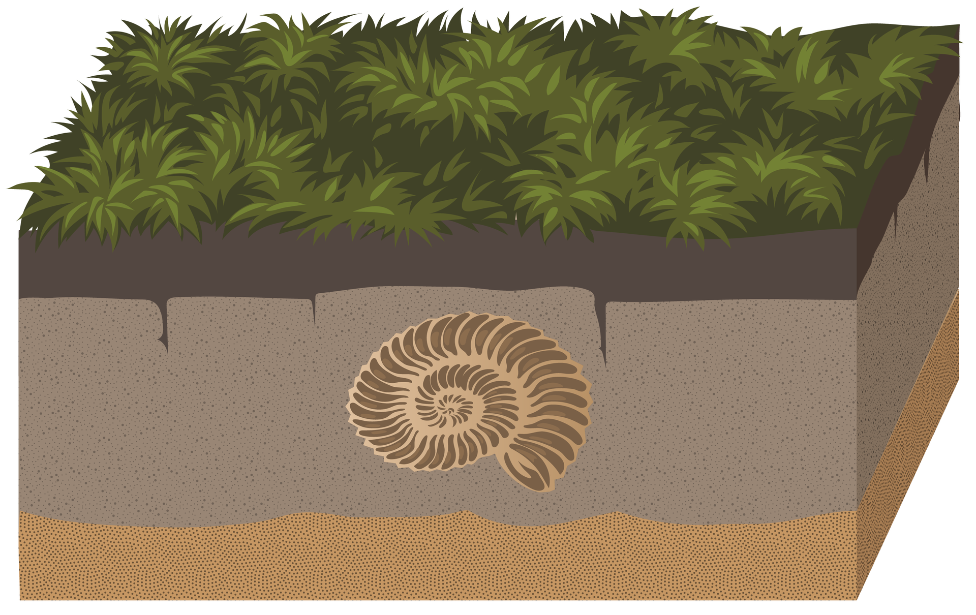 Rysunek przedstawia zarośnięty zbiornik bez wody. U góry bujna roślinność, a głęboko pod ziemią muszla amonita stała się częścią skały osadowej.