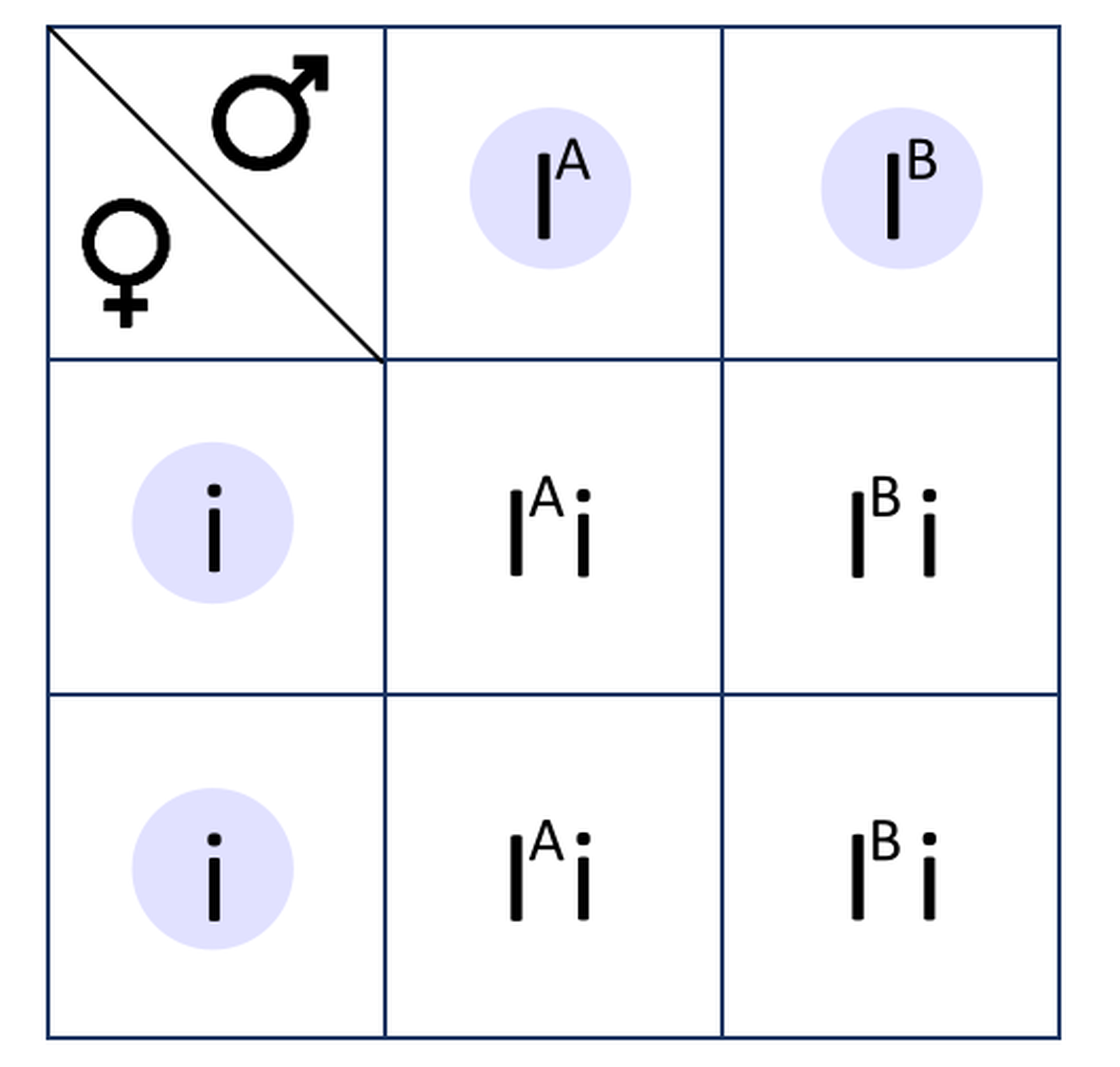 Na grafice ukazana jest krzyżówka genetyczna. Tabelka ma trzy wiersze i trzy kolumny. W pierwszym wierszu pierwszej kolumny ukazany jest symbol kobiety i mężczyzny. W drugim i trzecim wierszu pierwszej kolumny zapisane są gamety wytwarzane przez kobietę, czyli literki "i". W drugiej kolumnie pierwszego wiersza jest gameta wytwarzana przez mężczyznę "I" z indeksem górnym "A". W trzeciej kolumnie pierwszego wiersza jest gameta wytwarzana przez mężczyznę "I" z indeksem górnym "B". W drugiej kolumnie drugiego wiersza jest "I" z indeksem górnym "A" oraz literka "i". W trzeciej kolumnie drugiego wiersza jest "I" z indeksem górnym "B" oraz literka "i". W drugiej kolumnie trzeciego wiersza jest "I" z indeksem górnym "A" oraz literka "i". W trzeciej kolumnie trzeciego wiersza jest "I" z indeksem górnym "B" oraz literka "i".