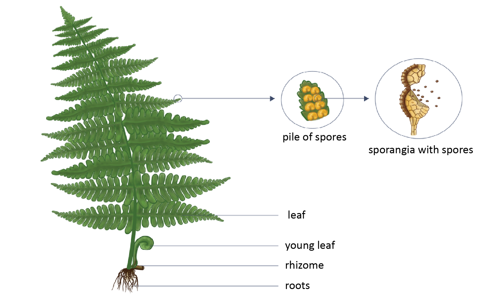 Po lewej stronie ilustracji widać paproć. Na dole ma krótką łodygę, zwaną kłączem. Z kłącza wyrastają nitkowate korzenie. Z kłącza wyrasta ku górze liść składający się z wielu drobnych listków osadzonych na pędzie. Obok z kłącza wyrasta drugi, mały i zwinięty liść. Pośrodku widać spodnią stronę liścia. Na blaszce liścia znajdują się żółte kupki zarodni. Po prawej stronie widać pojedynczą, pękającą zarodnię, z której wysypują się zarodniki. Na ilustracji podpisano: pile of spores, 
sporangia with spores, 
leaf, 
young leaf, 
rhizome, 
roots.