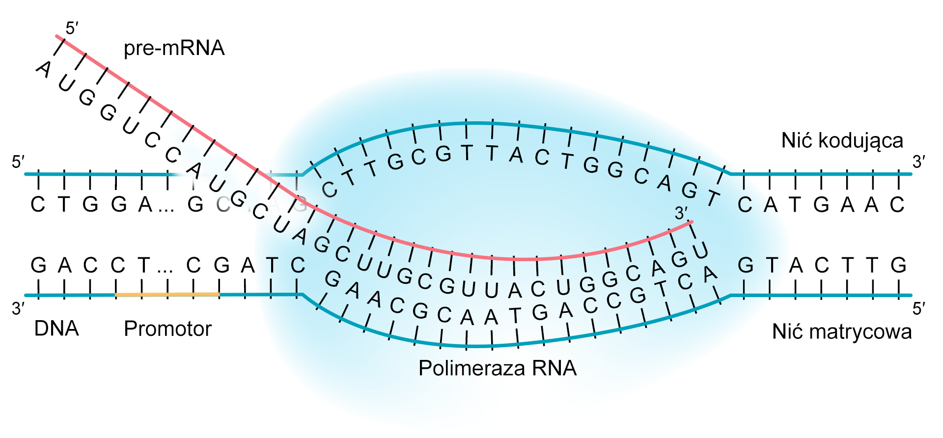 Schemat ilustruje proces syntezy mRNA na bazie nici matrycowej DNA. Przez duże, owalne, błękitne pole leżące w centrum schematu podpisane jako: polimeraza RNA przechodzi różowa nić z cyfrą 5 indeks górny prim na początku. Nić podpisana jest jako pre‑mRNA, w regularnych odstępach leżą wzdłuż niej prostopadłe, krótkie linie z ciągiem dużych liter: A, U, G, G, U, C, C A, U, G, C U, A, G, C, U, U, G, C, U, U, A, C, U, G, G, C, A, G, U. Linia kończy się ona wewnątrz owalnego pola cyfrą 3 indeks górny prim. Przez górną część pola szarego przechodzi niebieska linia z cyfrą 5 indeks górny prim na początku. Wzdłuż nici w regularnych odstępach leżą wzdłuż prostopadłe, krótkie linie z ciągiem dużych liter: C, T, G, G, A. wielokropek, G, fragment zasłonięty przez różową nić, C, T, T, G, C, G, T, T, A, C, T, G, G, C, A, G, T, C, A, T, G, A, A, C. Nić ta jest podpisana jako nić kodująca, kończy się cyfrą 3 indeks górny prim. Równolegle do niej przechodzi przez dolną część błękitnego pola różowa linia z cyfrą 3 indeks górny prim na początku. Wzdłuż nici w regularnych odstępach leżą wzdłuż prostopadłe, krótkie linie z ciągiem dużych liter: G, A, C, C, T, wielokropek, G, A, T, C, G, A, A, C, G, C, A, A, T, G, A, C, C, G, T, C, A, G, T, A, C, T, T, G. Fragment tej nici od 5 do 9 znaku (duże litery: C, T, wielokropek, C, G) zaznaczony jest kolorem żółtym i podpisany: promotor. Nić jest podpisana jako nić kodująca, kończy się cyfrą 5 indeks górny prim.