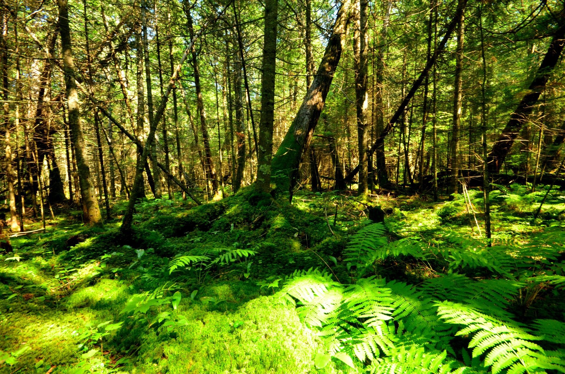 Fotografia przedstawia wnętrze prześwietlonego słońcem lasu. Na pierwszym planie runo leśne.