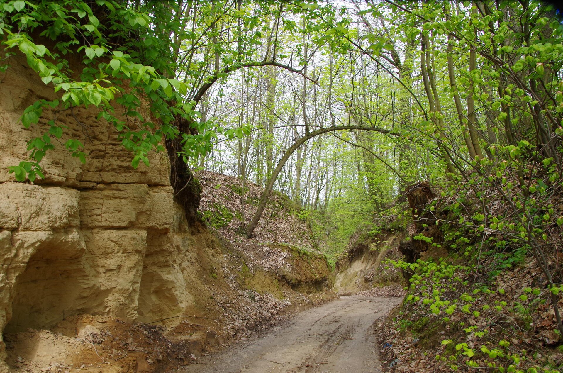 Zdjęcie przedstawia wąwóz. Środkiem przebiega błotnista ścieżka. Po obu stronach znajdują się zbocza porośnięte drzewami.