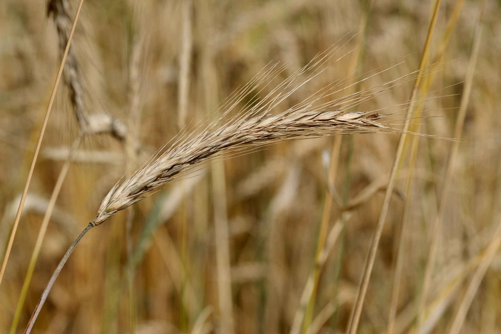 Zdjęcie przedstawiające kłos żyta. Ziarna są luźno ułożone, z krótkimi ośćmi.