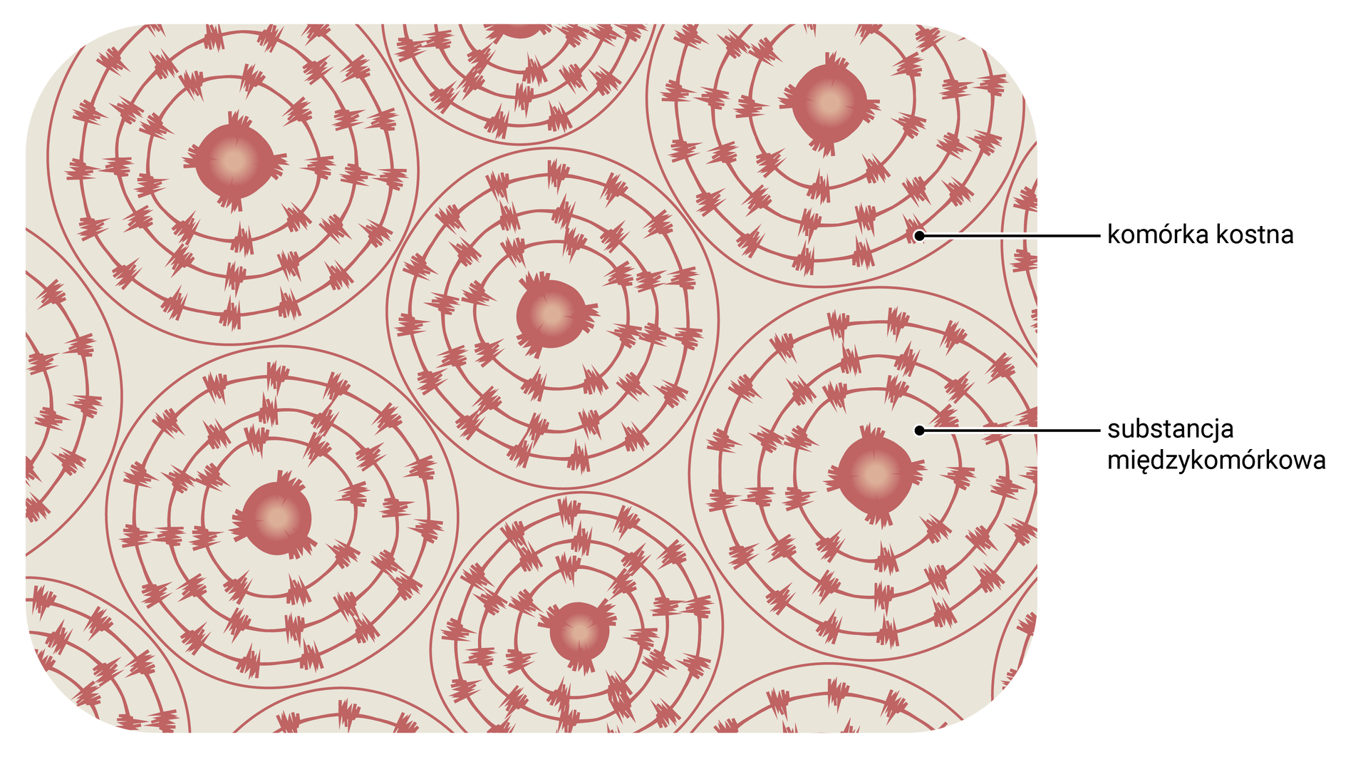Ilustracja przedstawia tkankę kostną. Widać okrągłe struktury utworzone przez komórki kostne i substancje międzykomórkową.