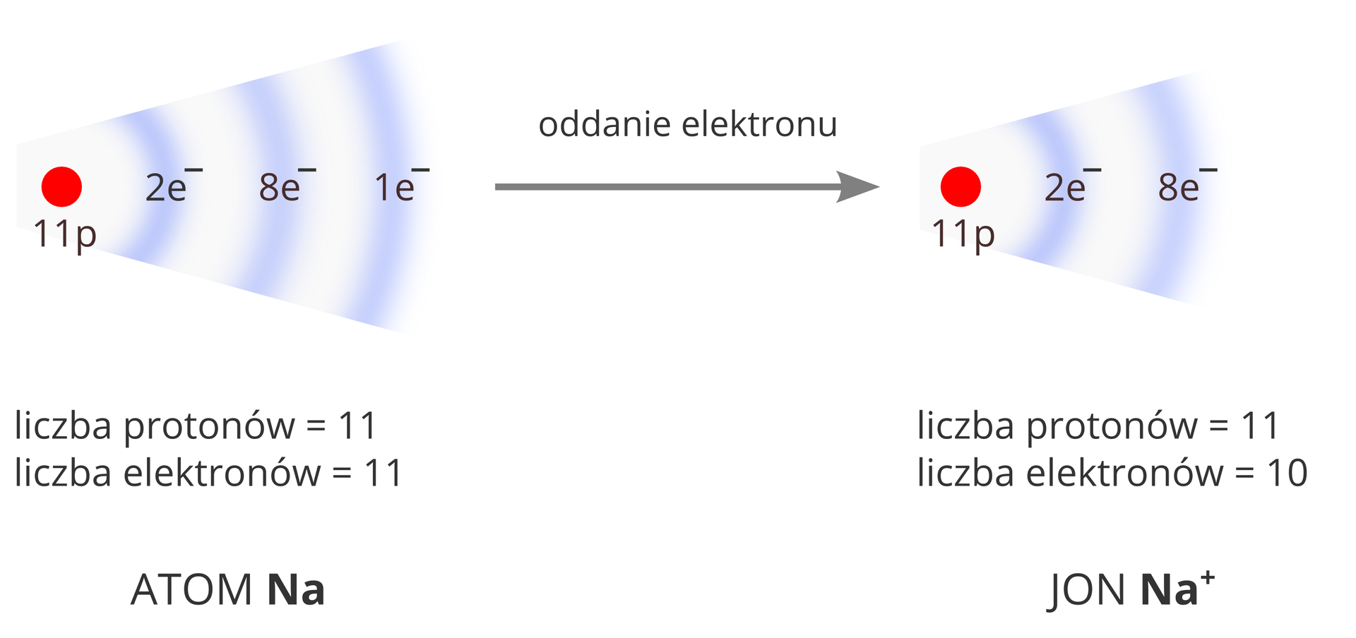 Ilustracja przedstawiająca schemat opisujący zmianę konfiguracji elektronowej atomu sodu podczas powstawania jonu. Po lewej stronie widoczny jest rysunek przedstawiający jądro atomu sodu w postaci czerwonego koła podpisanego jedenaście p oraz towarzyszącego mu biało‑fioletowego wachlarza ilustrującego obecność trzech powłok elektronowych. Opisana jest też ich zawartość: dwa elektrony na pierwszej powłoce, osiem elektronów na drugiej powłoce i jeden elektron na trzeciej powłoce. Rysunek podpisany jest następująco: liczba protonów równa jedenaście, liczba elektronów równa jedenaście. Całość podpisana atom Na. Lewą stronę schematu z prawą łączy strzałka skierowana w prawo opisana Oddanie elektronu. Po prawej stronie widoczny jest rysunek przedstawiający strukturę kationu sodu, jądro zaznaczone jako czerwone kółko podpisane jedenaście p z dwiema powłokami elektronowymi w formie wachlarza mającymi kolejno dwa i osiem elektronów. Rysunek podpisany jest następująco: liczba protonów równa jedenaście, liczba elektronów równa dziesięć. Jon Na plus.