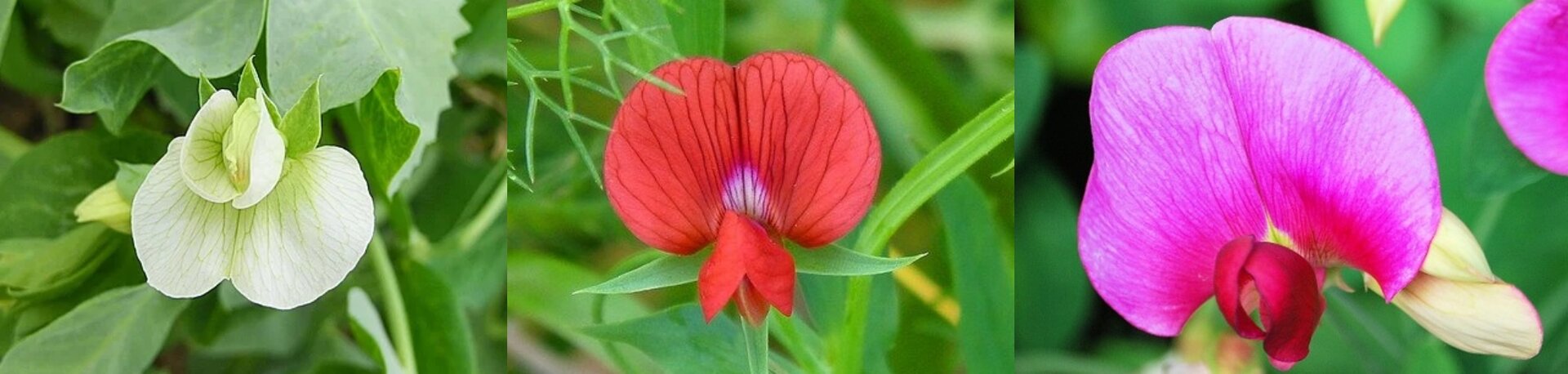 Zdjęcie przedstawia różnobarwne kwiaty grochu zwyczajnego. Ich barwa waha się od białej, przez czerwoną do intensywnie fioletowej.