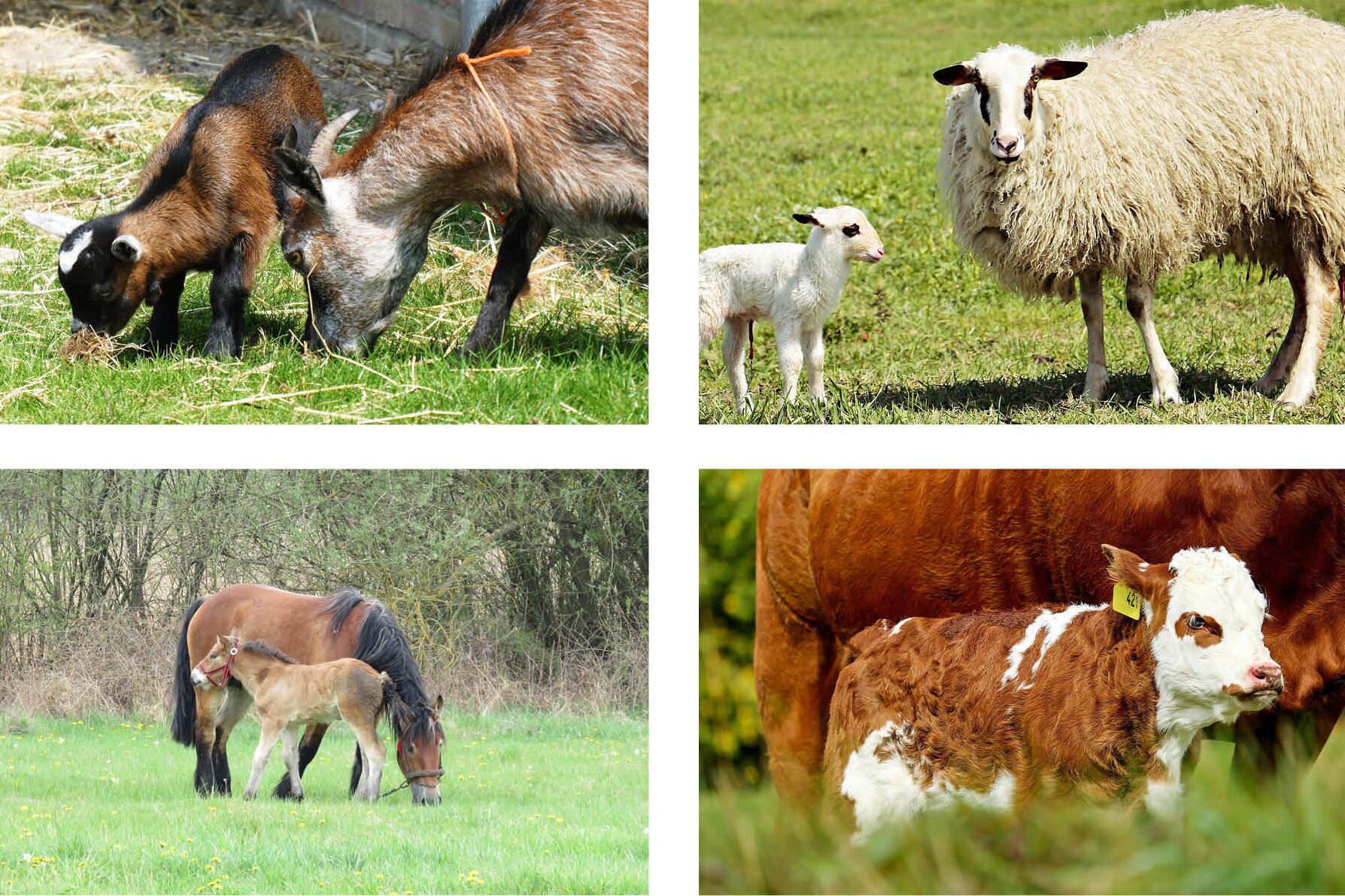 Widoczne są cztery fotografie zwierząt. Przedstawiają matki z młodymi. Pierwsza fotografia przedstawia kozę i koźlę. Druga owcę i owieczkę. Trzecia klacz i źrebię. Czwarta krowę i cielę.