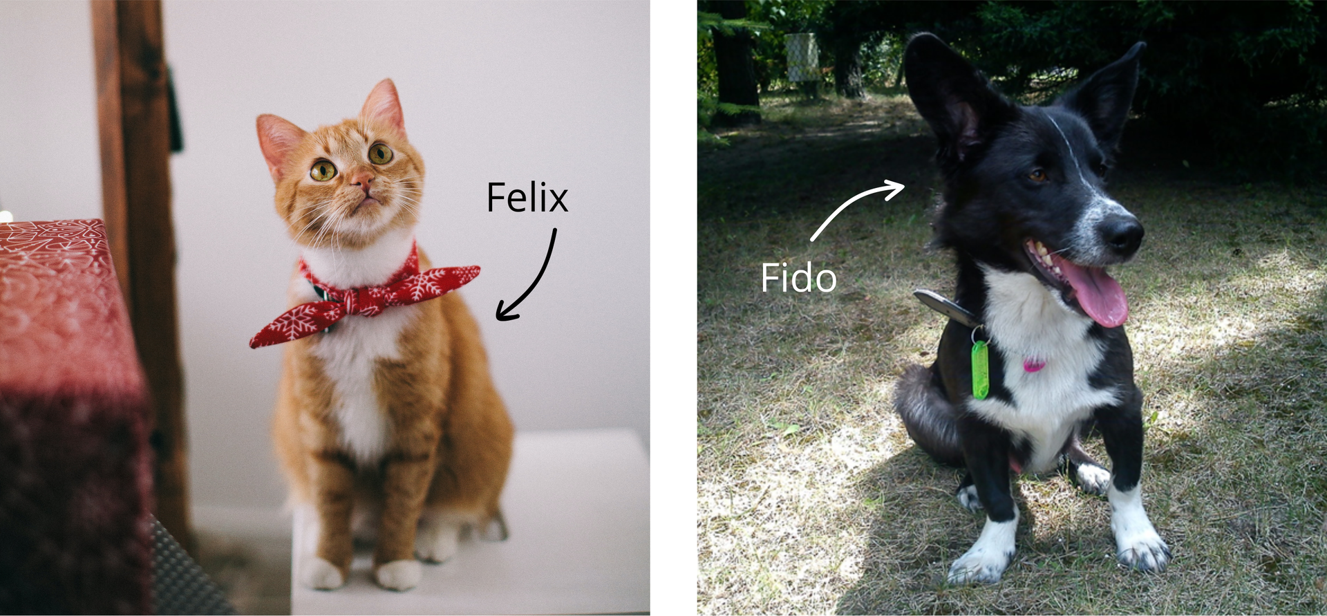 Ilustracja składa się z dwóch zdjęć. Po lewej na zdjęciu znajduje się młody kot z wywiązaną chustką na szyi. Obok znajduje się napis "Felix" i strzałka skierowana na kota. Na zdjęciu po prawej znajduje się wesoły pies. Obok psa znajduje się napis "Fido" i strzałka skierowana na psa.