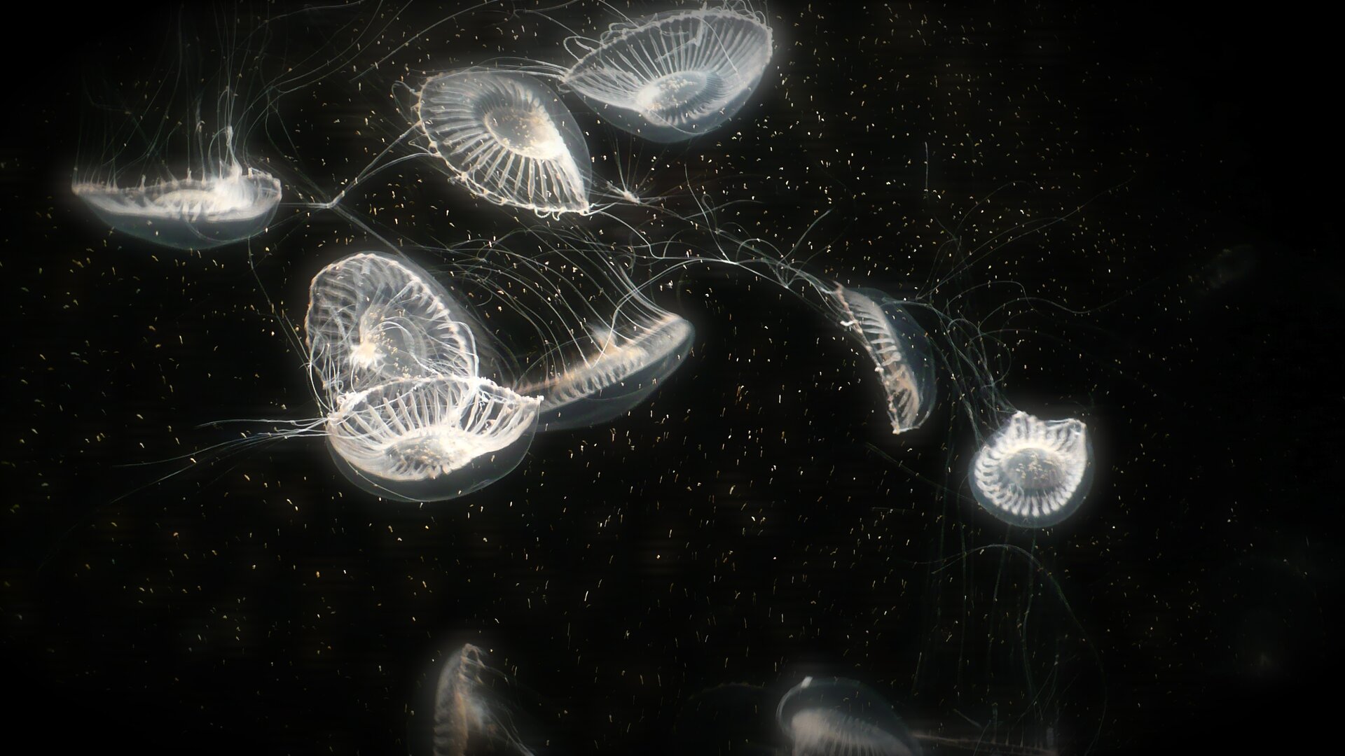 Fotografia przedstawia dziesięć meduz w ciemnej morskiej toni. Meduzy są przezroczyste i mają liczne długie czułki. Znajdują się w różnym położeniu, widocznym dzięki temu, że część ich ciała świeci. Znajduje się tam białko GFP, które pozyskuje się z meduz.
