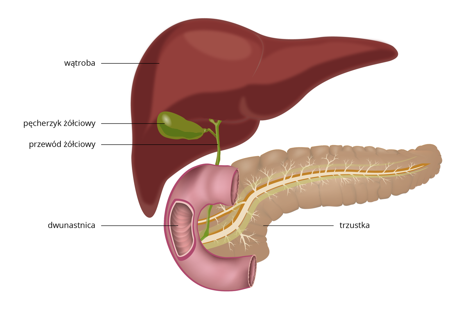 Ilustracja przedstawia wycinek układu pokarmowego. Z lewej u góry brunatna, trójkątna wątroba. Pod nią zielony pęcherzyk żółciowy i przewód żółciowy, który wpada do dwunastnicy. Jest ona przedstawiona jako wygięty w lewo fragment fioletowej rury z wyciętym kawałkiem, przez który widać fałdy jelita. W prawo poziomo wydłużona, pierścieniowata trzustka z drzewkowatymi kanalikami w środku. Przewód z trzustki wpada do dwunastnicy.
