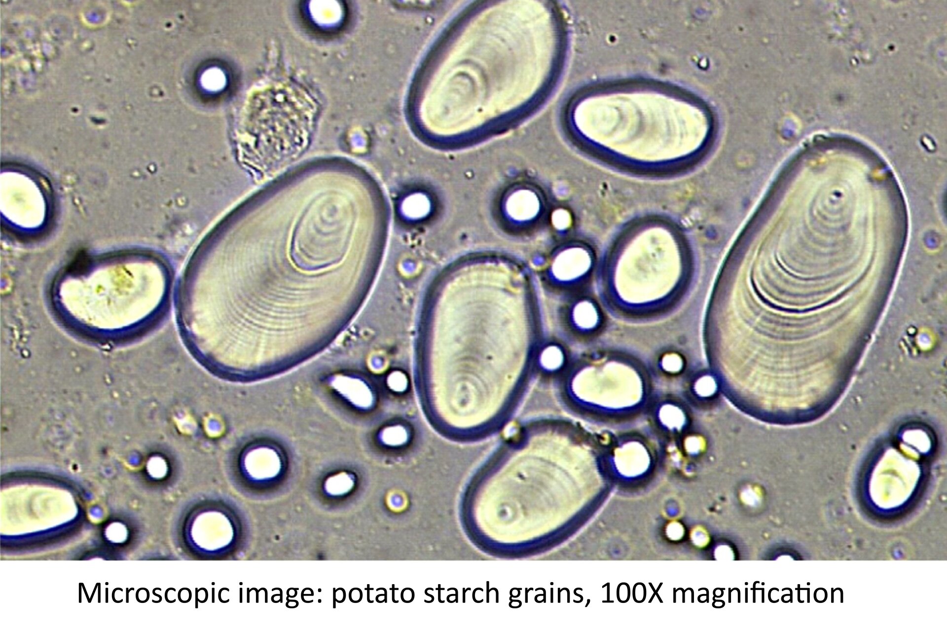 Ilustracja przedstawia obraz mikroskopowy ziaren skrobi z bulwy ziemniaka. Ziarna są jajowate, załamują światło, które tworzy wokół nich grube fioletowe linie. Drobniejsze owalne plamy to zanieczyszczenia preparatu. Pod ilustracją jest napis: Microscopic image: potato starch, magnification 100x