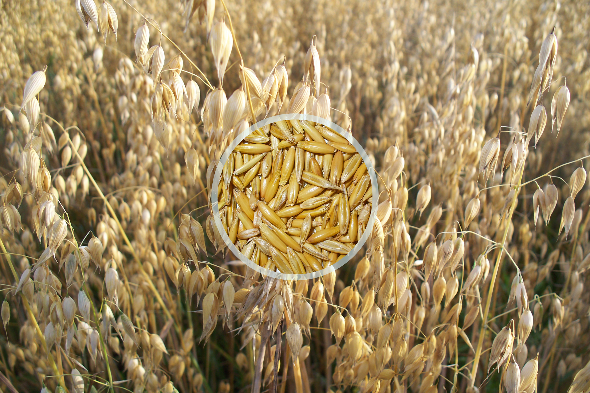Fotografia przedstawia łan owsa. Ukazano wiechowate, zwisające kłosy z licznymi nasionami. W centrum nałożone zbliżenie żółtych, długich ziaren.