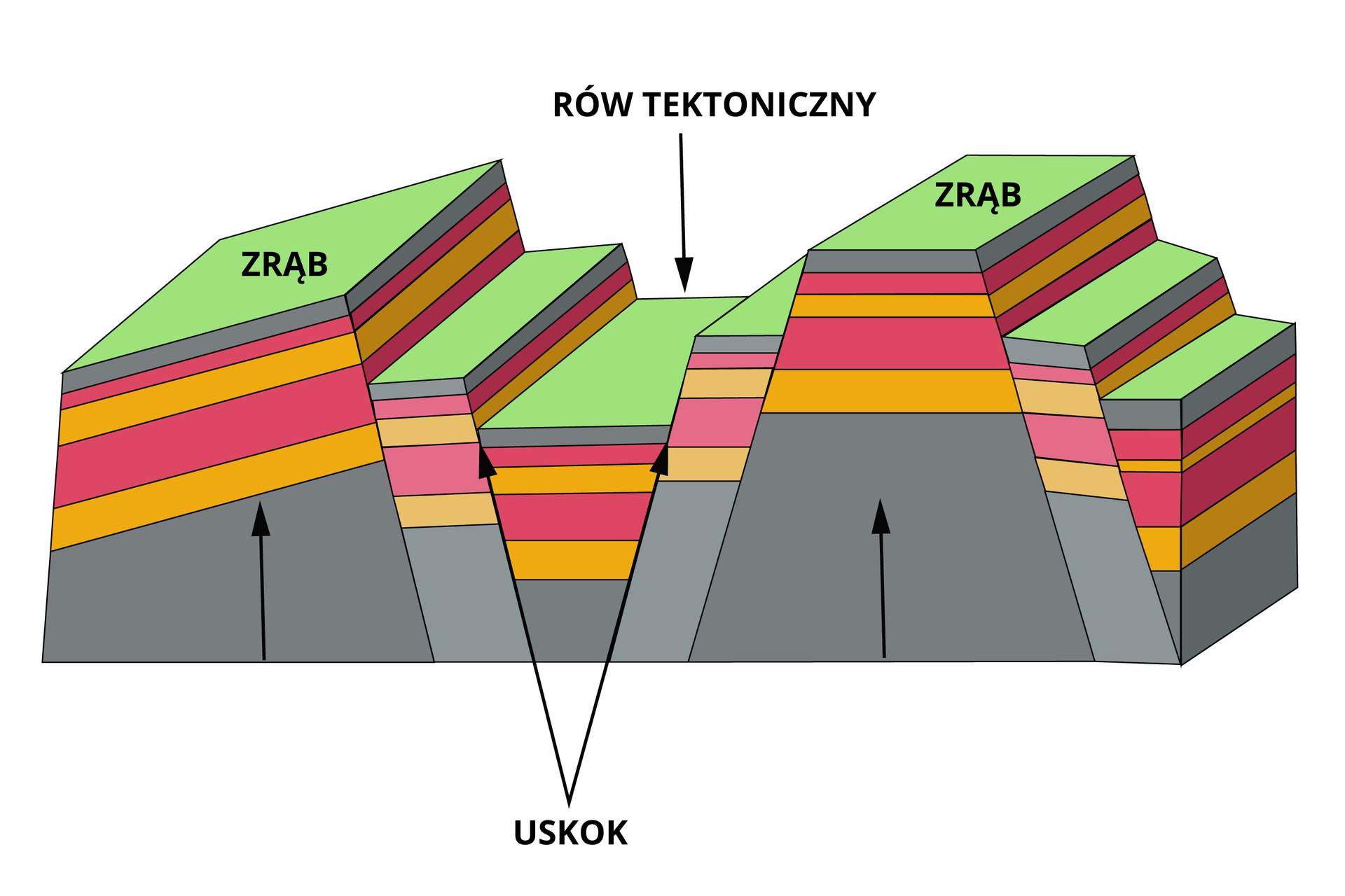 Na ilustracji przedstawiono przekrój przez góry zrębowe. Na ilustracji są zręby wraz z uskokami i rów tektoniczny. Powierzchnia terenu przybiera formę schodów. Zręby to najbardziej wypiętrzone fragmenty schematu. Warstwy zrębu po lewej stronie schematu układają się nieco na skos w lewą stronę. Warstwy zrębu znajdującego się po prawej stronie schematu są równoległe do podłoża. W zrębie po prawej stronie po dwóch stronach znajdują się uskoki. Pomiędzy zrębami jest rów tektoniczny - to najniżej położony obszar. Rów powstał w miejscu uskoku.    