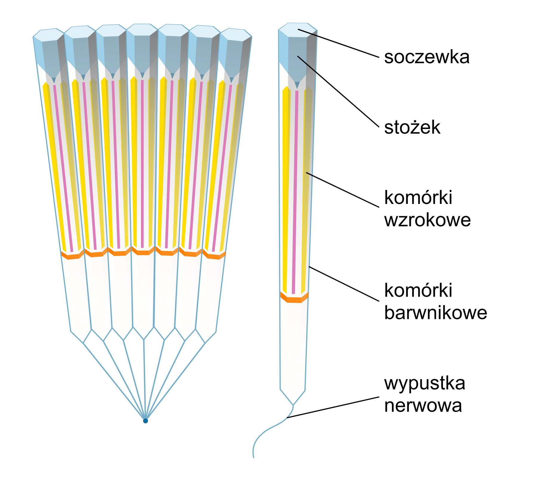 Grafika przedstawia schemat budowy oczu złożonych z omatidiów. Omatidy to podłużne struktury składające się z kilku elementów. Najbardziej zewnętrznym jest soczewka, pod którą znajduje się odwrócony stożek. Następnie można zauważyć podłużne komórki wzrokowe znajdujące się bezpośrednio pod szczytem stożka oraz komórki barwnikowe. Omatoidy zakończone są wypustką nerwową, mającą formę ogonka. 