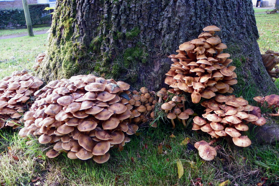 Fotografia przedstawia liczne opieńki miodowe rosnące wokół pnia drzewa. Są to grzyby o miodowobrązowych, wypukłych kapeluszach. Są saprotrofami i pasożytami, czyli atakują zarówno martwe jak i żywe drzewa. Na fotografii przedstawione jest żywe drzewo. Opieńki wywołują chorobę, która może doprowadzić do jego obumarcia.