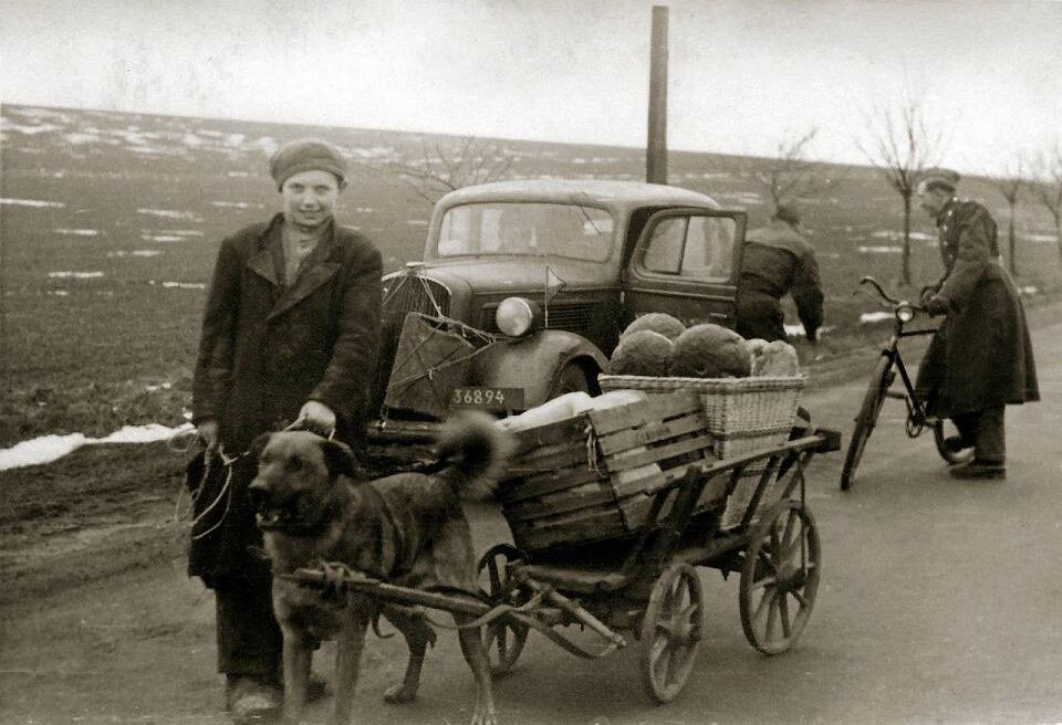 Fotografia przedstawia chłopca z psem, do którego przywiązany jest wózek, załadowany skrzynkami. Z tyłu widać mężczyznę wysiadającego z samochodu i mówiącego do niego żołnierza na rowerze.