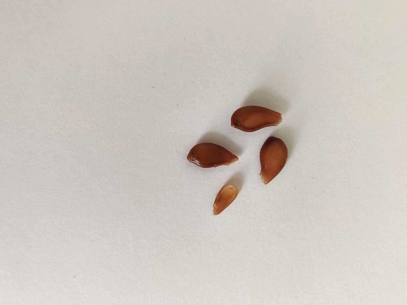 Na zdjęciu widoczne są nasiona gruszy polnej. Nasiona są brązowe i lekko spłaszczone. Przyjmują kształt łezki.