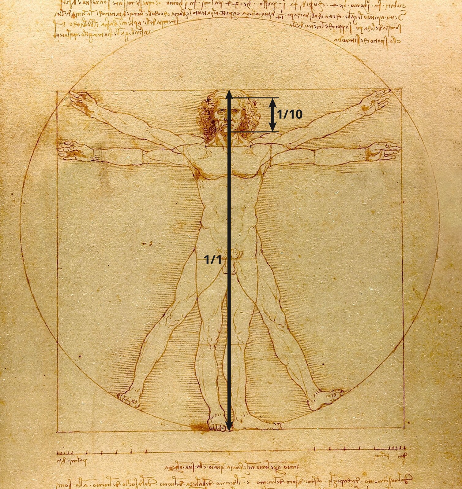 Umieszczony w czarnej ramce rysunek przedstawiający postać stojącego mężczyzny. Tło stanowi beżowo‑brązowa powierzchnia o nieregularnej strukturze, na której obecne są przecinające się figury - okrąg i prostopadłościan. Wewnątrz, przodem przedstawiono mężczyznę o szczupłym, muskularnym ciele, średniej długości kręconych włosach oraz podkrążonych oczach, na którego twarzy występują głębokie zmarszczki. Ręce mężczyzny ukazane są na rysunku w dwóch pozycjach – wyciągnięte prostopadle do ciała, na równi z barkami, oraz uniesione nieco wyżej, skierowane do góry w taki sposób, że końcówki dłoni przewyższają głowę mężczyzny. Podobnie, w dwóch pozycjach ukazano jego nogi – blisko siebie oraz w rozkroku, ze stopami ułożonymi na łuku okręgu. Pod rysunkiem umieszczono na karcie poziomą linię z zaznaczonymi w nieregularnych odstępach krótkimi, pionowymi kreskami. U góry oraz na dole karty obecne są linijki drobnego tekstu. Przez środek rysunku biegnie czarna strzałka dzieląca postać na pół. Obok niej, na wysokości głowy znajduje się druga strzałka. Przy obu strzałkach widnieją wartości: 1/1 przy długiej oraz 1/10 przy krótkiej - co oznacza, że głowa stanowi 1/10 części całości rysunku człowieka.