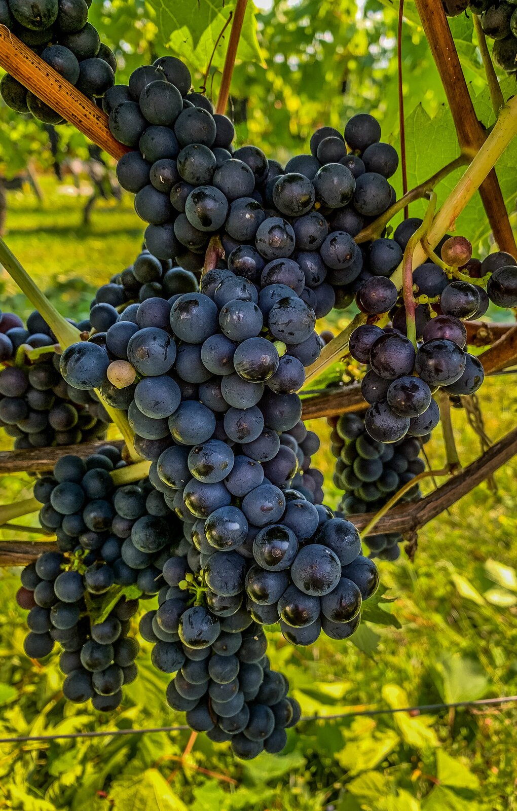 Zdjęcie przedstawia odmianę winorośli Leon Millot. Widoczne są duże kiści winogron, złożone z kulistych jagód w kolorze głęboko ciemnofioletowym, na pędach winorośli. W tle widoczne liście i trawa.