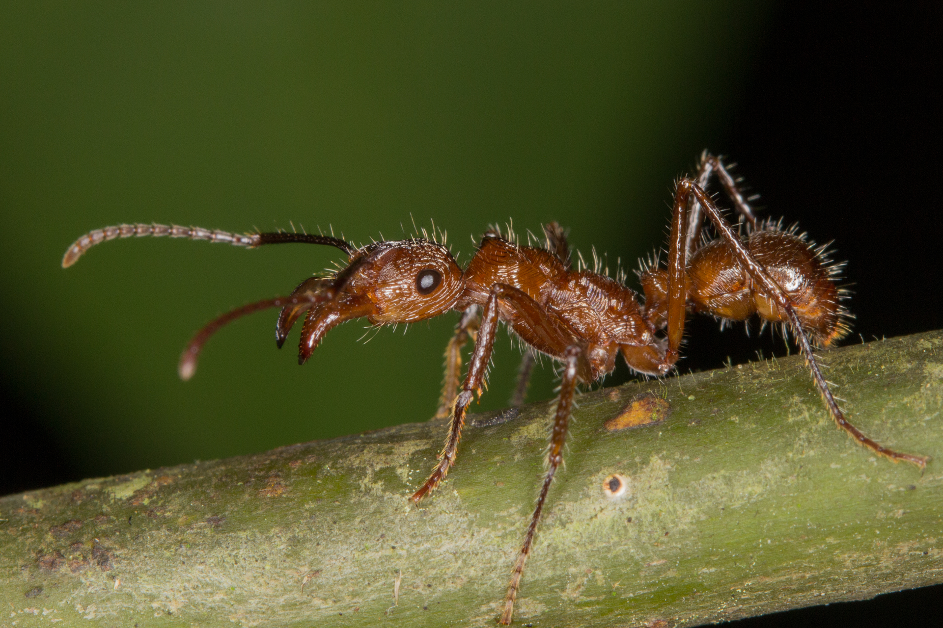 Fotografia przedstawia mrówkę zwróconą w prawo, stojącą na poziomej łodydze. Na głowie widać łopatowate szczęki.