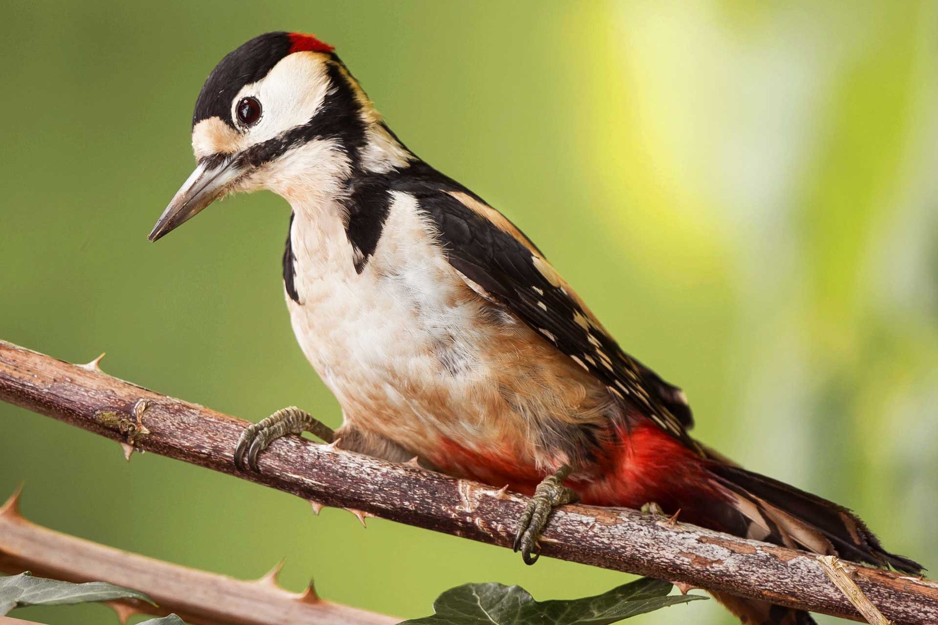 Fotografia przedstawia dzięcioła siedzącego na gałęzi. Ptak ma z wierzchu czarną głowę z czerwonym zakończeniem "czapeczki", zakończoną długim spiczastym dziobem. Spód biały z przebijającymi czerwonymi piórkami. Skrzydła czarno-białe, nakrapiane.