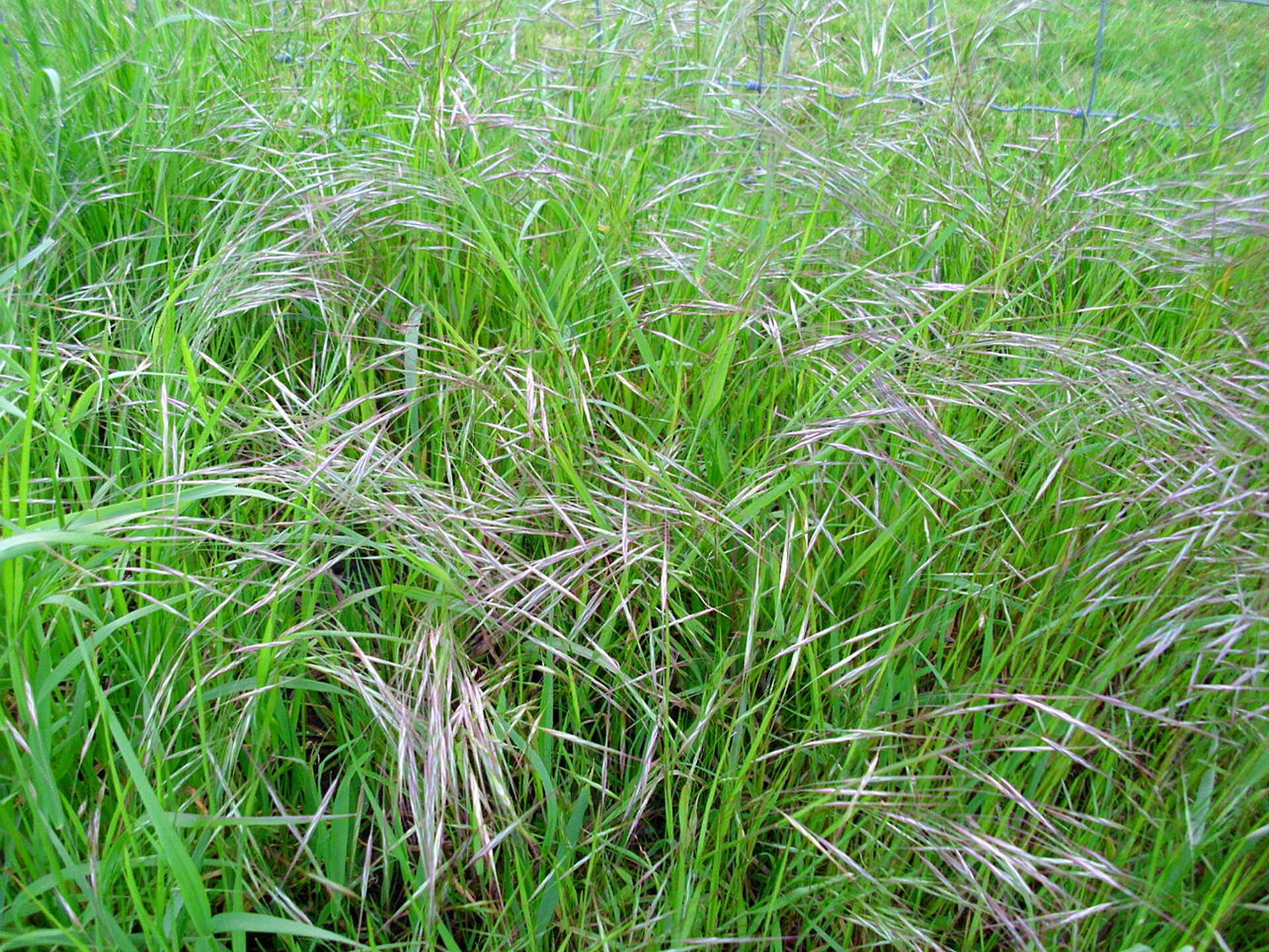 Na planszy widoczna jest intensywnie zielona, wysoka, cienka trawa z pojedynczymi szarymi źdźbłami, które na swoim czubku mają podłużne nasiona.