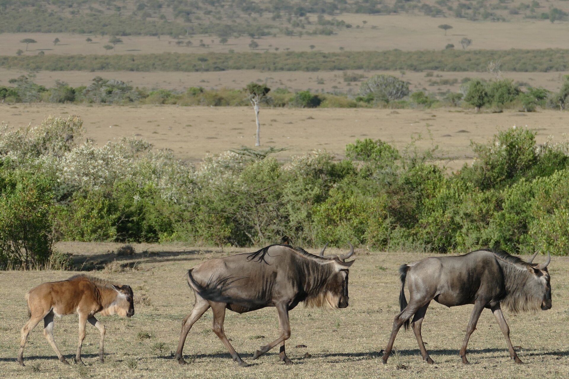 Fotografia. Na niej trzy antylopy gnu idące w prawą stronę. Dwie pierwsze - dorosłe osobniki. Ostatni młody. Zwierzęta mają masywny tułów a ich kończyny są chude. Na ich głowach znajdują się lekko zakrzywione rogi.   Wokół nich sucha, niska trawa, za zwierzętami zielony pas krzewów, dalej sucha trawa i pas krzewów itd. 
