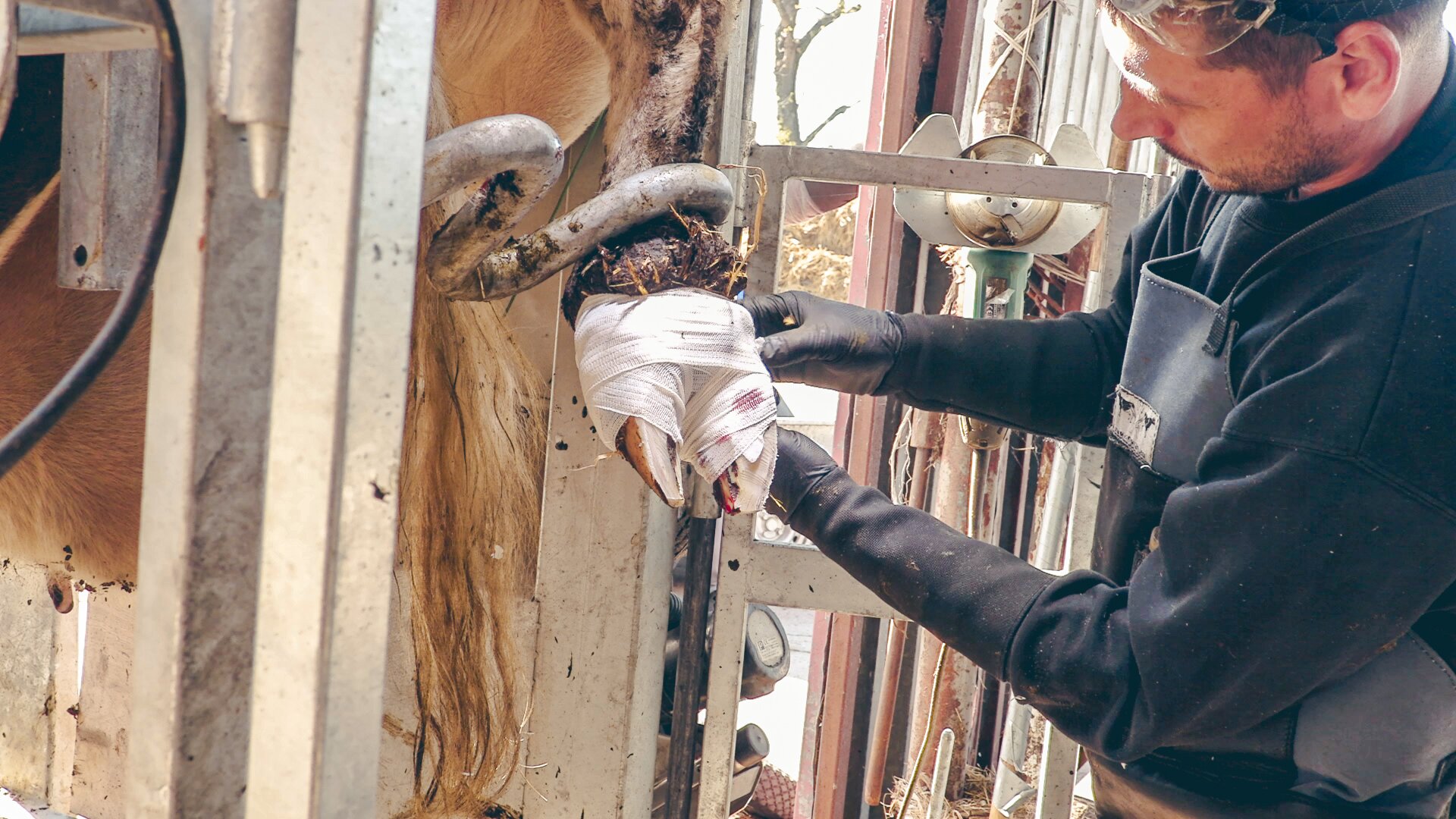 Zdjęcie przedstawia zbliżenie na podniesioną racicę krowy świeżo po korekcji. Jest ona unieruchomiona przez metalowe elementy konstrukcyjne klatki poskromowej. Racica jest podniesiona w taki sposób, aby umożliwić dostęp do jej spodu. Pracownik za pomocą bandaży opatruje racicę.    