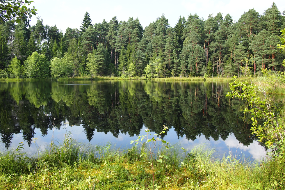 Fotografia przestawia jezioro w lesie. W wodzie odbija się błękitne niebo i zielone drzewa. Z przodu fragment brzegu porośnięty trawą. Jezioro to ekosystem naturalny. małą liczbą gatunków. Slajd 4 to Akwarium jako ekosystem sztuczny.