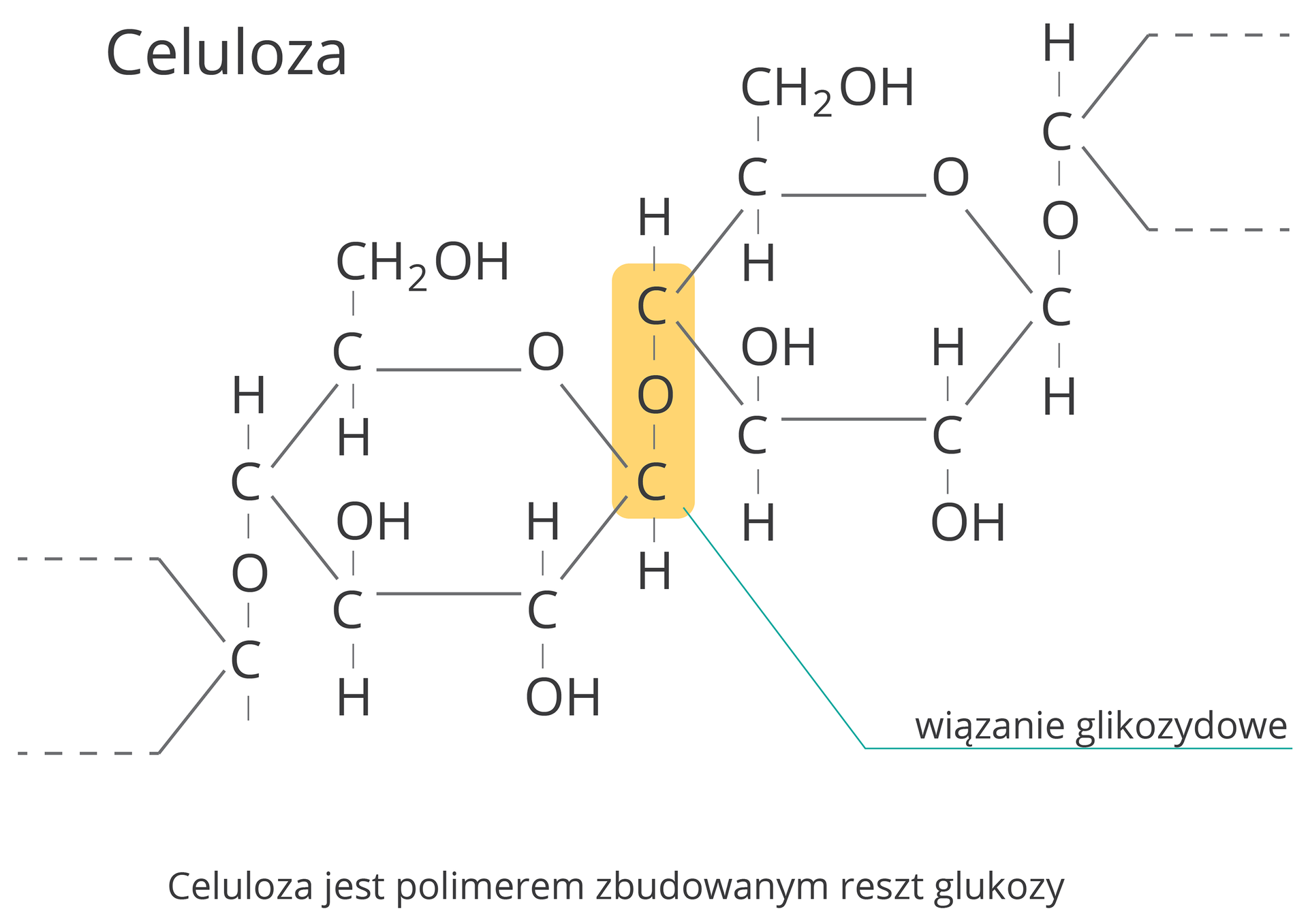 Celuloza jest polimerem zbudowanym reszt glukozy