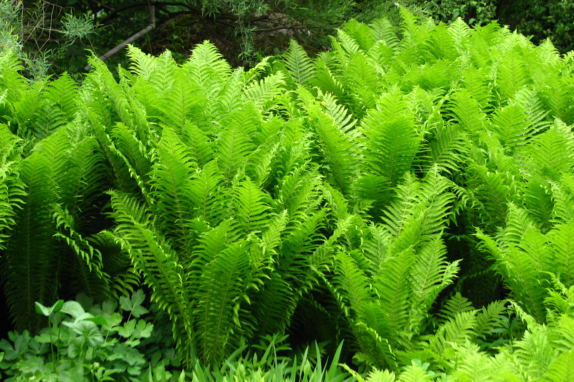 Fotografia przedstawia kępy paproci o jasnozielonych, wzniesionych liściach. Kępy przypominają pióropusze, dlatego paproć nazywa się pióropusznik strusi.