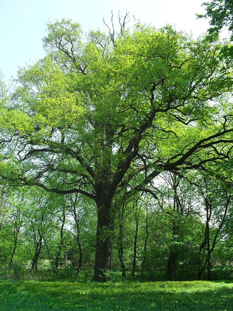  Na zdjęciu Lipa. Wysokie drzewo liściaste. Ma rozłożyste gałęzie, na których rosną zielone liście. Wokół zagajnik niewielkich drzewek. 