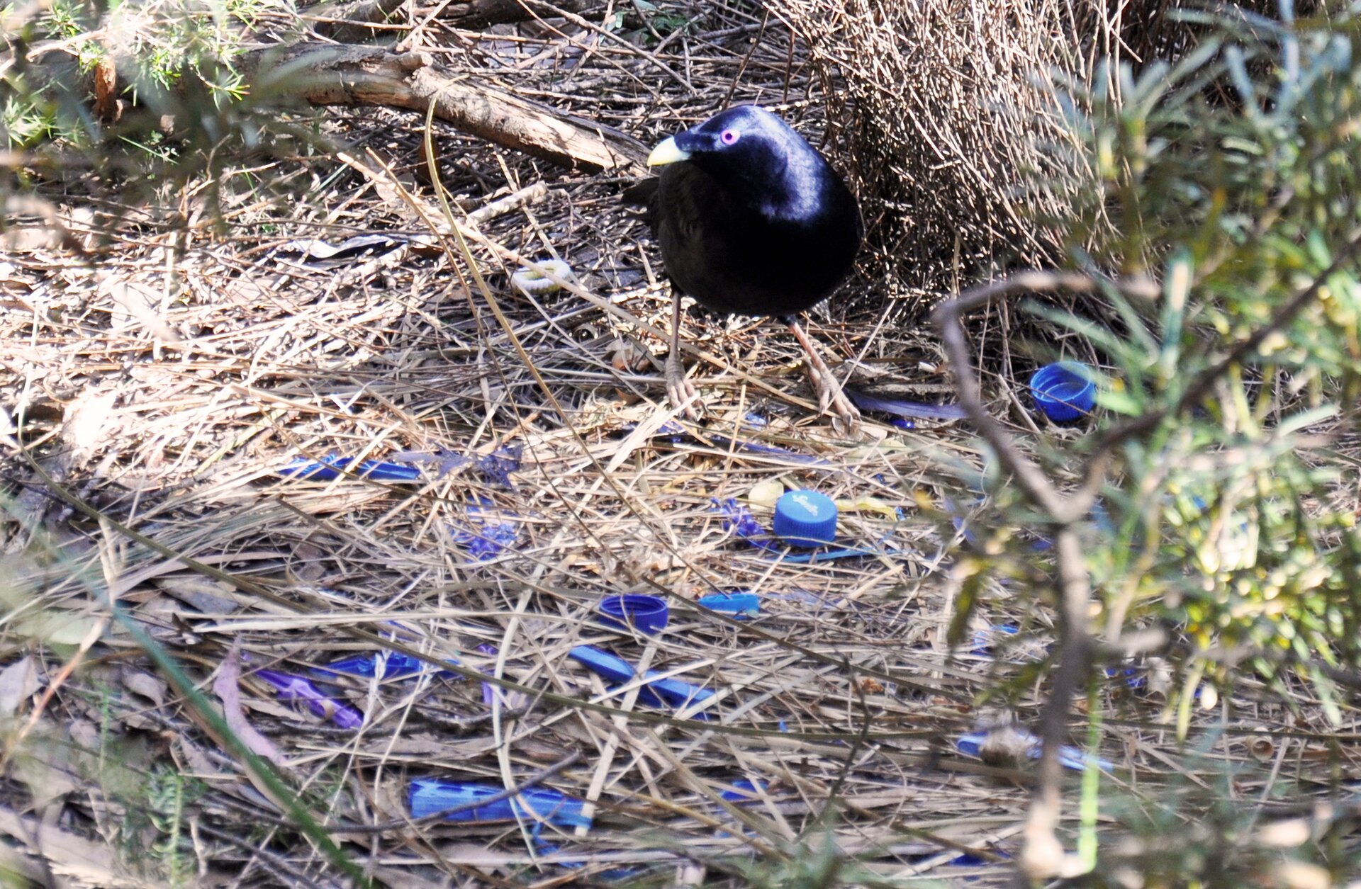 Zdjęcie ptaka altannika. Czarny, niewielki ptak o lśniących piórach siedzi na ziemi wśród wyschniętych traw. Dookoła porozrzucane niebieskie nakrętki po napojach.