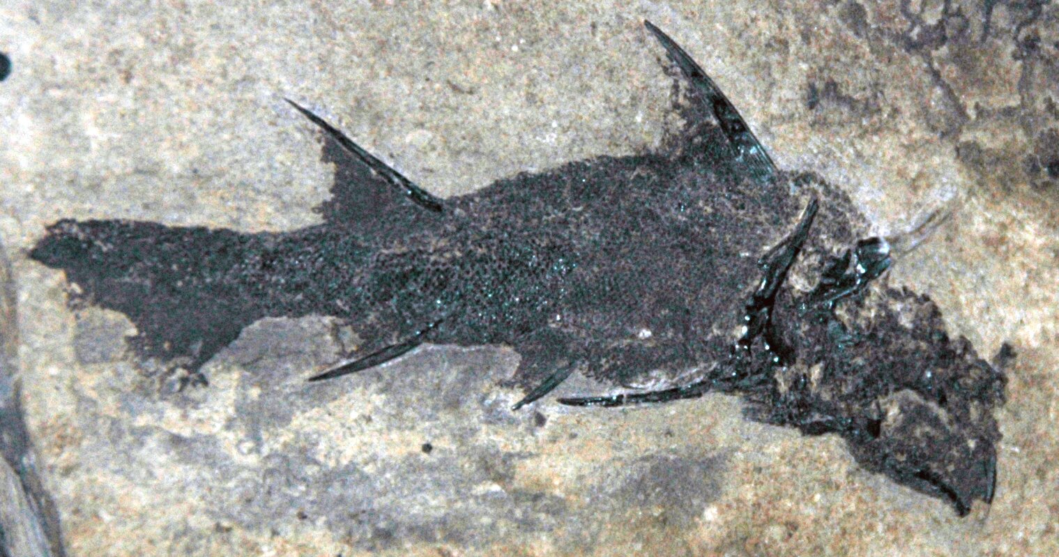 zdjęcie przedstawia skamieniałe szczątki ryby, które otacza jaśniejszy kamień. Widać zarysy łusek, głowę i płetwy.