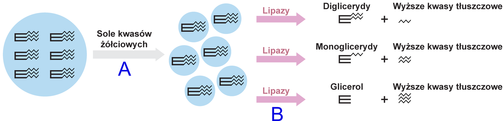 Ilustracja przedstawia proces, w którym w wyniku hydrolizy tłuszczów nie wszystkie cząsteczki zostają rozłożone całkowicie na glicerol i kwasy tłuszczowe. Na dużą cząsteczkę tłuszczu działają sole kwasów żółciowych, tłuszcze rozbijane są na mniejsze cząsteczki. Działają na nie kolejno lipazy. Część z nich pozostaje monoglicerydami z jedną cząsteczką wyższych kwasów tłuszczowych, część – diglicerydami z dwoma cząsteczkami wyższych kwasów tłuszczowych, jeszcze inne pozostają w ogóle niestrawione z trzema cząsteczkami wyższych kwasów tłuszczowych. Pod strzałką z napisem sole kwasów tłuszczowych znajduje się litera A, a pod strzałką z napisem lipazy litera B. 