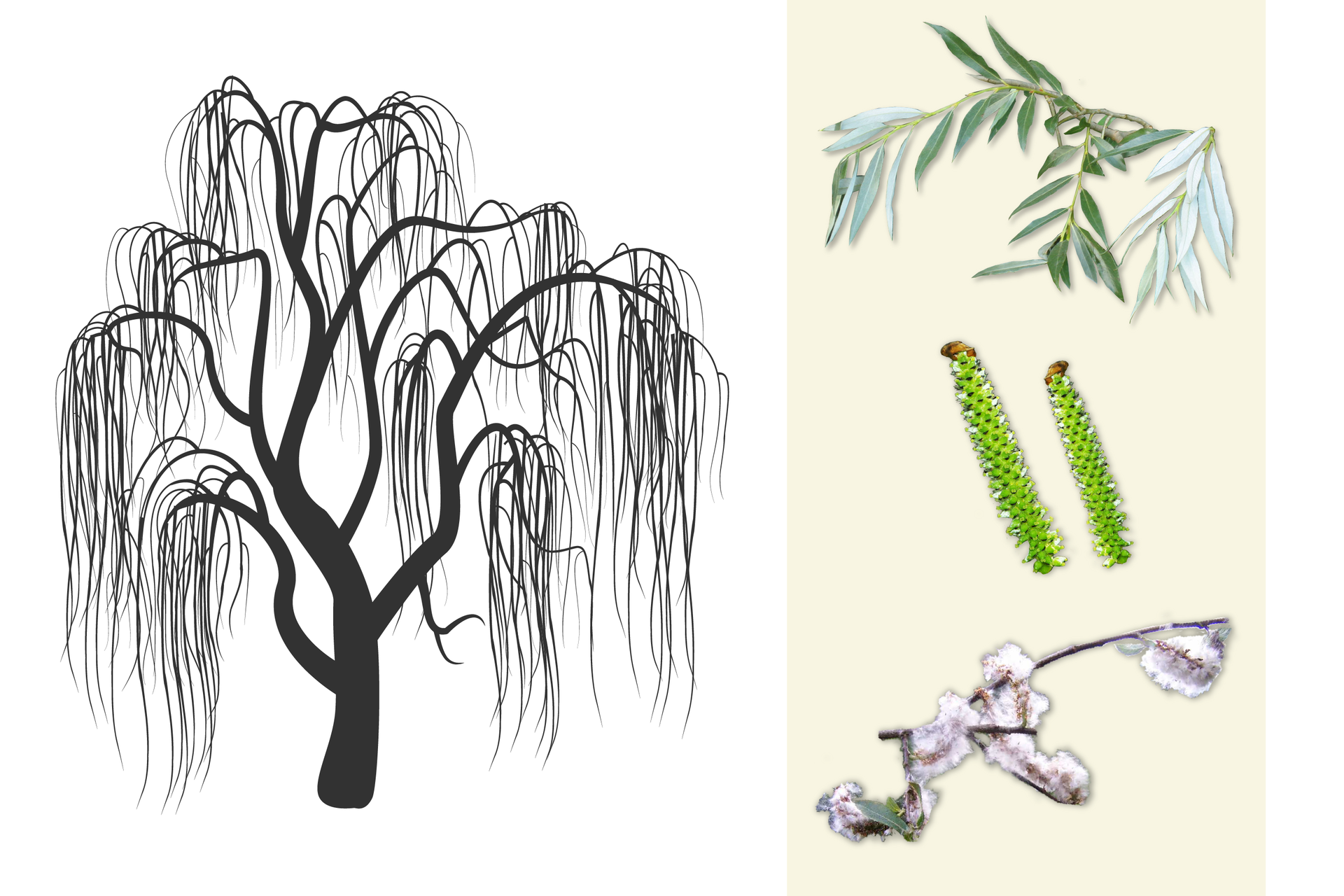 Ilustracja przedstawia ciemnoszarą sylwetkę wierzby zwanej płaczącą. Po prawej od góry: gałązka z długimi, wąskimi ciemnozielonymi liśćmi. W środku zbliżenie pałeczkowatych, jasnozielonych owocostanów. Poniżej gałązka z okrytymi białym puchem kwiatostanami wierzby.