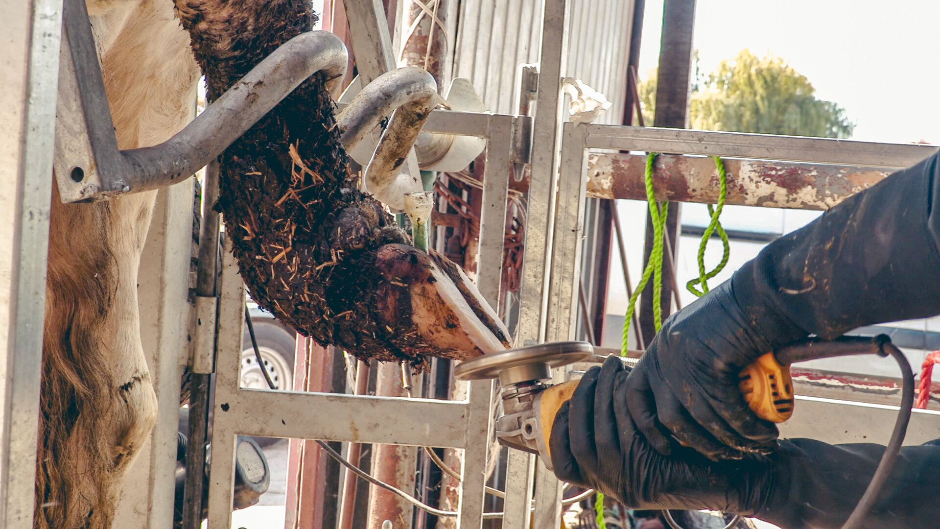 Zdjęcie przedstawia zbliżenie na podniesioną racicę krowy. Jest ona unieruchomiona przez metalowe elementy konstrukcyjne klatki poskromowej. Racica jest podniesiona w taki sposób, aby umożliwić dostęp do jej spodu. Pracownik za pomocą szlifierki kątowej przeprowadza korekcję racicy, czyli ściera nadmiar rogu racicowego.