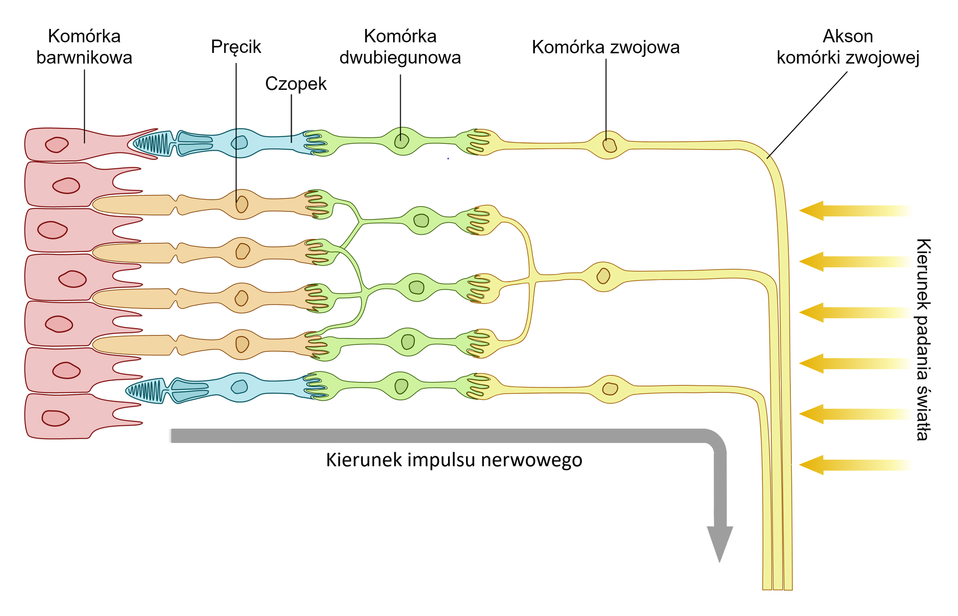 Grafika przedstawia uproszczony schemat budowy siatkówki oka. Pierwszą warstwą są prostokątne komórki barwnikowe, które połączone są z podłużnymi czopkami oraz pręcikami. Fotoreceptory następnie połączone są z komórkami dwubiegunowymi. Jedna komórka dwubiegunowa łączy się z pojedynczym czopkiem lub kilkoma równymi pręcikami. Następnie komórki dwubiegunowe połączone są z podłużnymi komórkami zwojowymi, które przechodzą w akson komórki zwojowej. Na niego oddziałuje padające światło. 